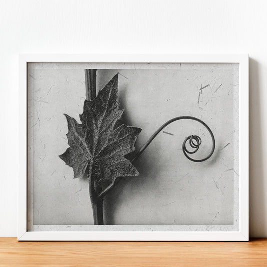 Lámina Planta blanco y negro 89. Pósters con ilustraciones de flores y plantas en tonos grises.-Artwork-Nacnic-Nacnic Estudio SL