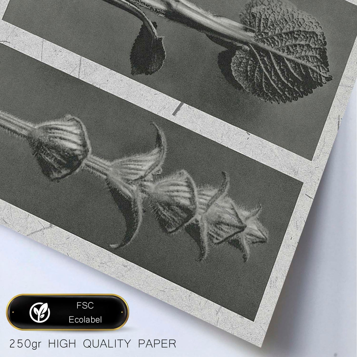 Lámina Planta blanco y negro 90. Pósters con ilustraciones de flores y plantas en tonos grises.-Artwork-Nacnic-Nacnic Estudio SL
