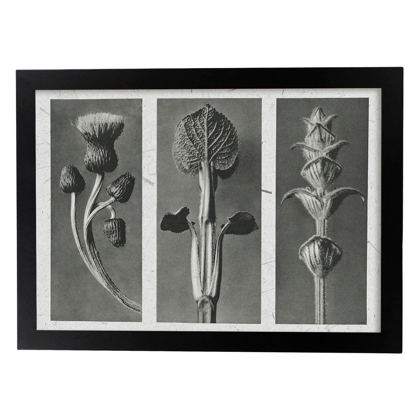 Lámina Planta blanco y negro 90. Pósters con ilustraciones de flores y plantas en tonos grises.-Artwork-Nacnic-A3-Marco Negro-Nacnic Estudio SL