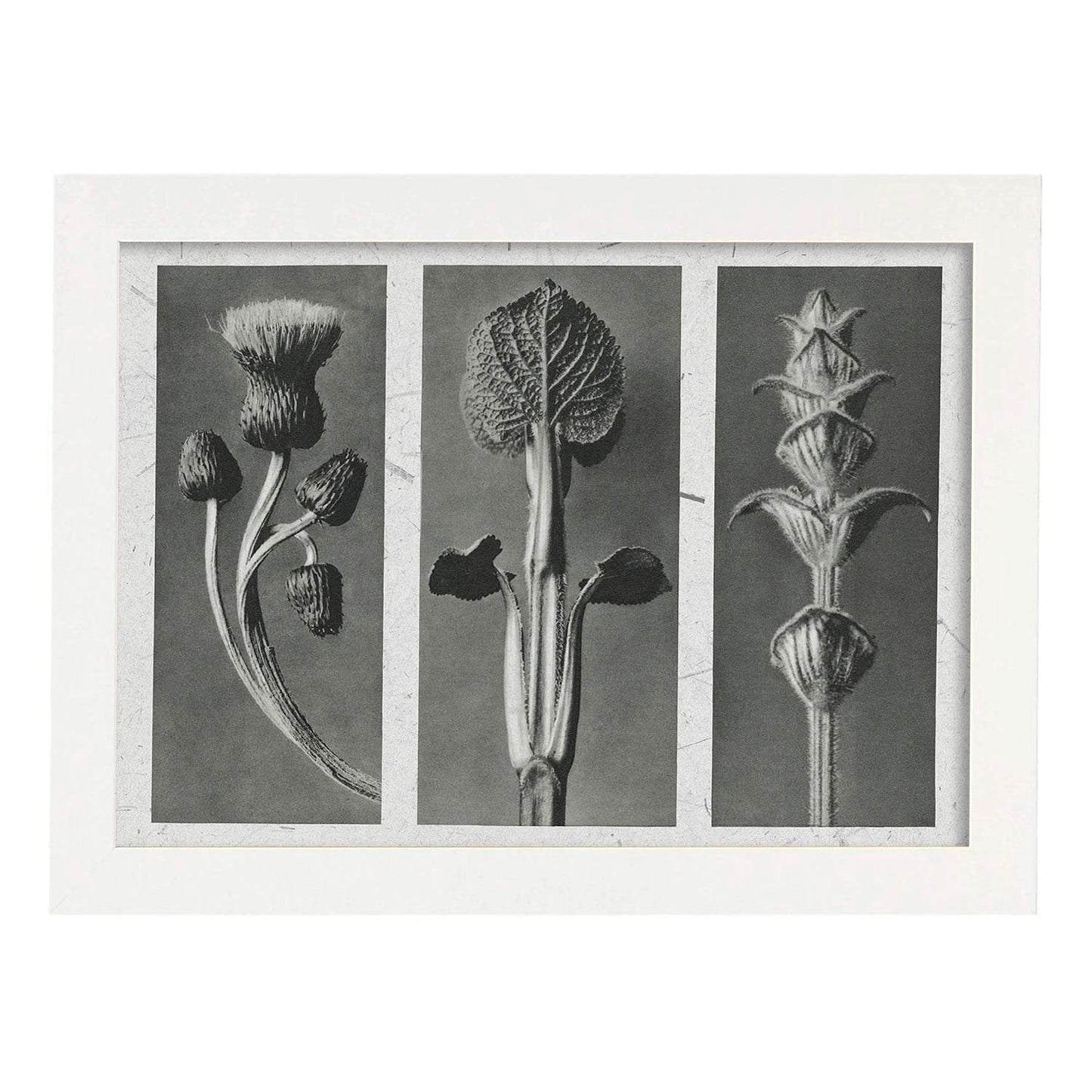 Lámina Planta blanco y negro 90. Pósters con ilustraciones de flores y plantas en tonos grises.-Artwork-Nacnic-A4-Marco Blanco-Nacnic Estudio SL