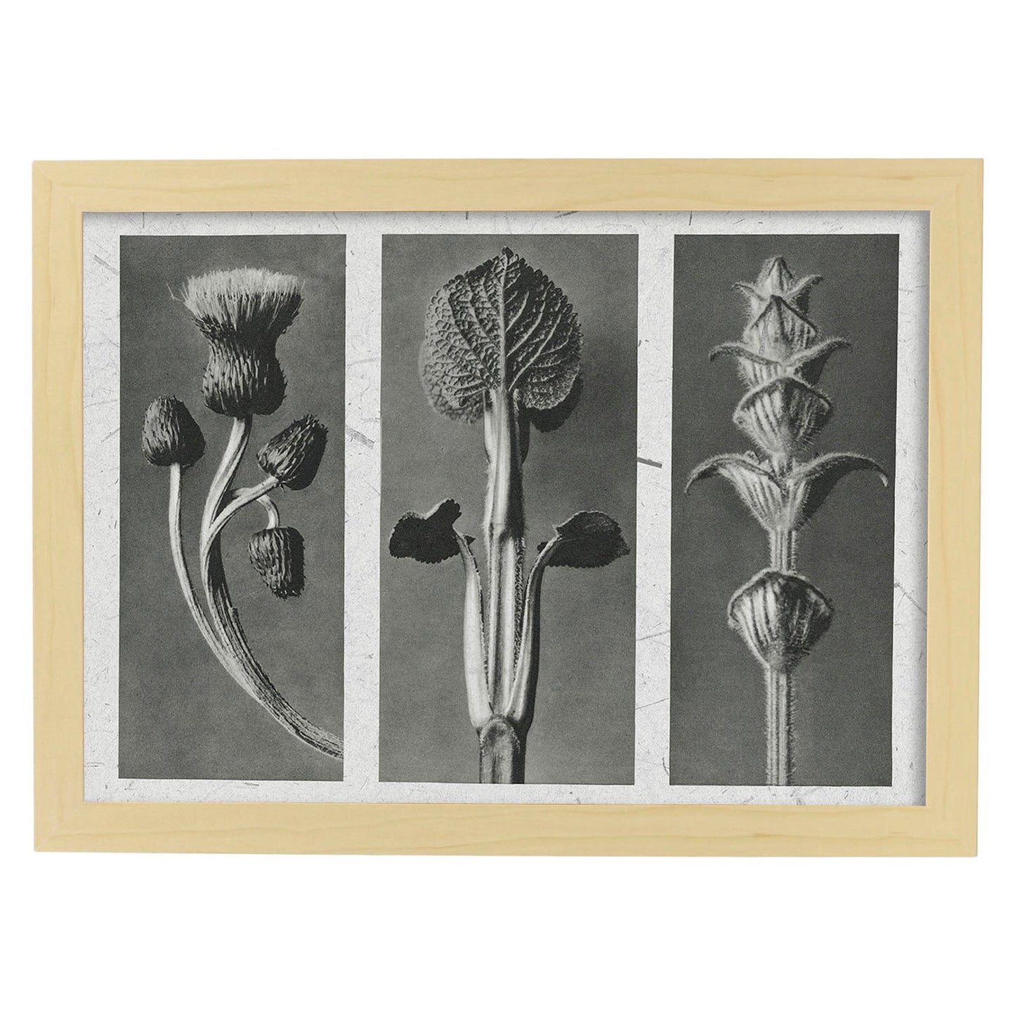 Lámina Planta blanco y negro 90. Pósters con ilustraciones de flores y plantas en tonos grises.-Artwork-Nacnic-A4-Marco Madera clara-Nacnic Estudio SL