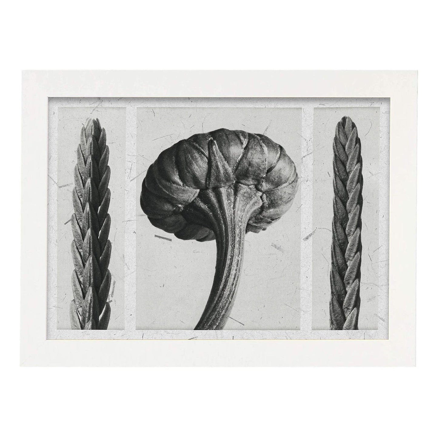 Lámina Planta blanco y negro 92. Pósters con ilustraciones de flores y plantas en tonos grises.-Artwork-Nacnic-A4-Marco Blanco-Nacnic Estudio SL