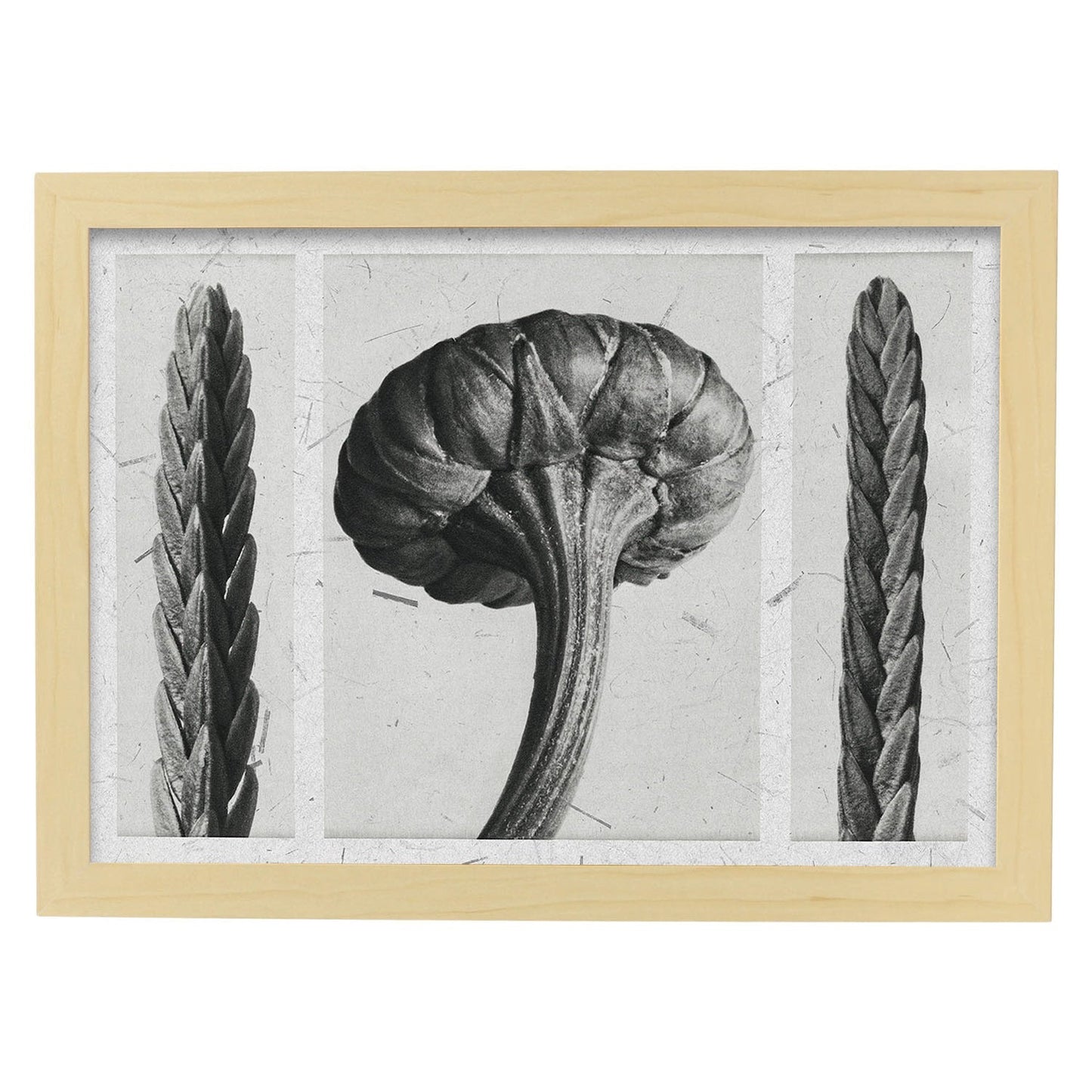 Lámina Planta blanco y negro 92. Pósters con ilustraciones de flores y plantas en tonos grises.-Artwork-Nacnic-A4-Marco Madera clara-Nacnic Estudio SL