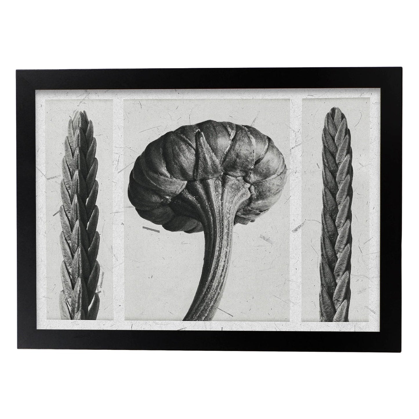 Lámina Planta blanco y negro 92. Pósters con ilustraciones de flores y plantas en tonos grises.-Artwork-Nacnic-A4-Marco Negro-Nacnic Estudio SL
