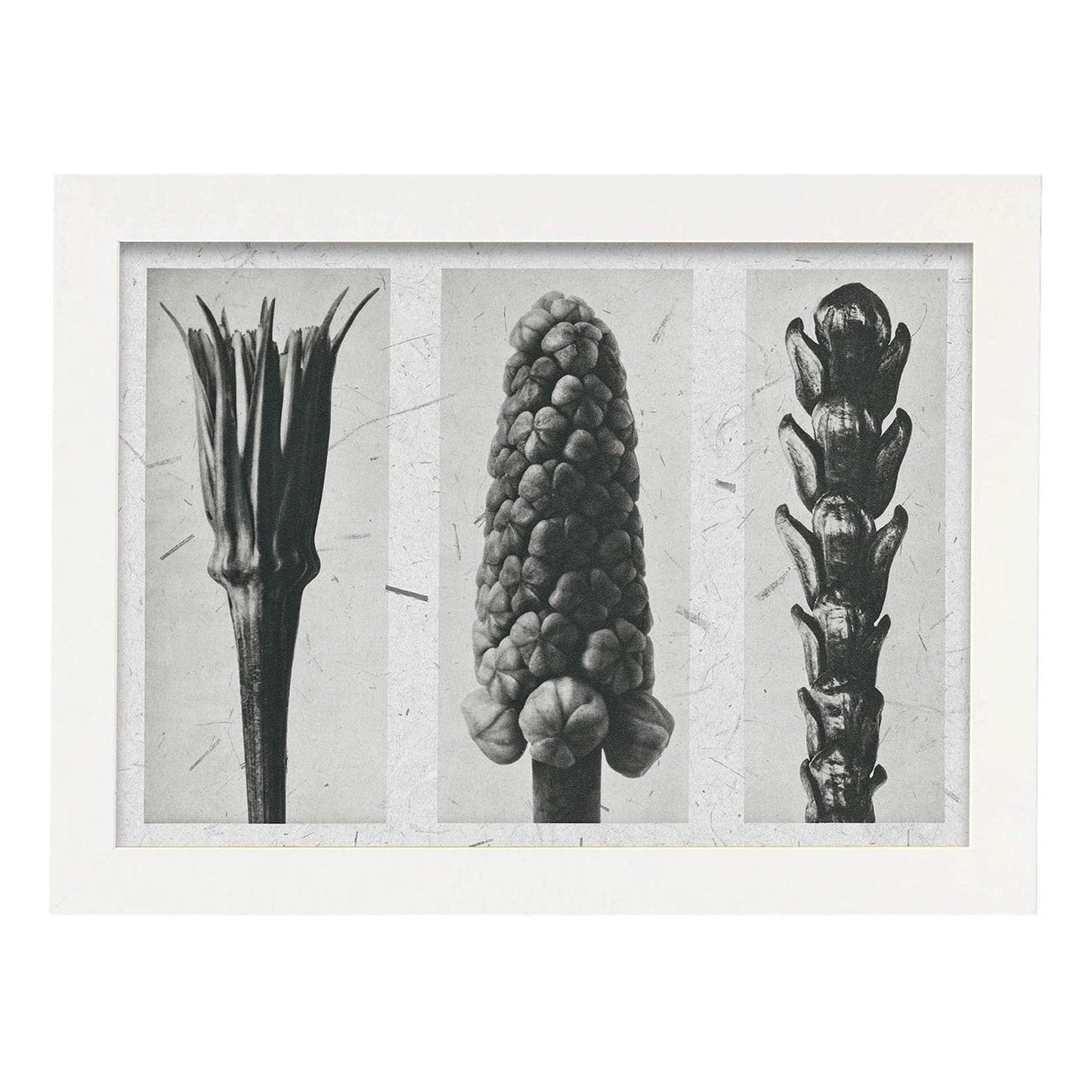 Lámina Planta blanco y negro 93. Pósters con ilustraciones de flores y plantas en tonos grises.-Artwork-Nacnic-A3-Marco Blanco-Nacnic Estudio SL