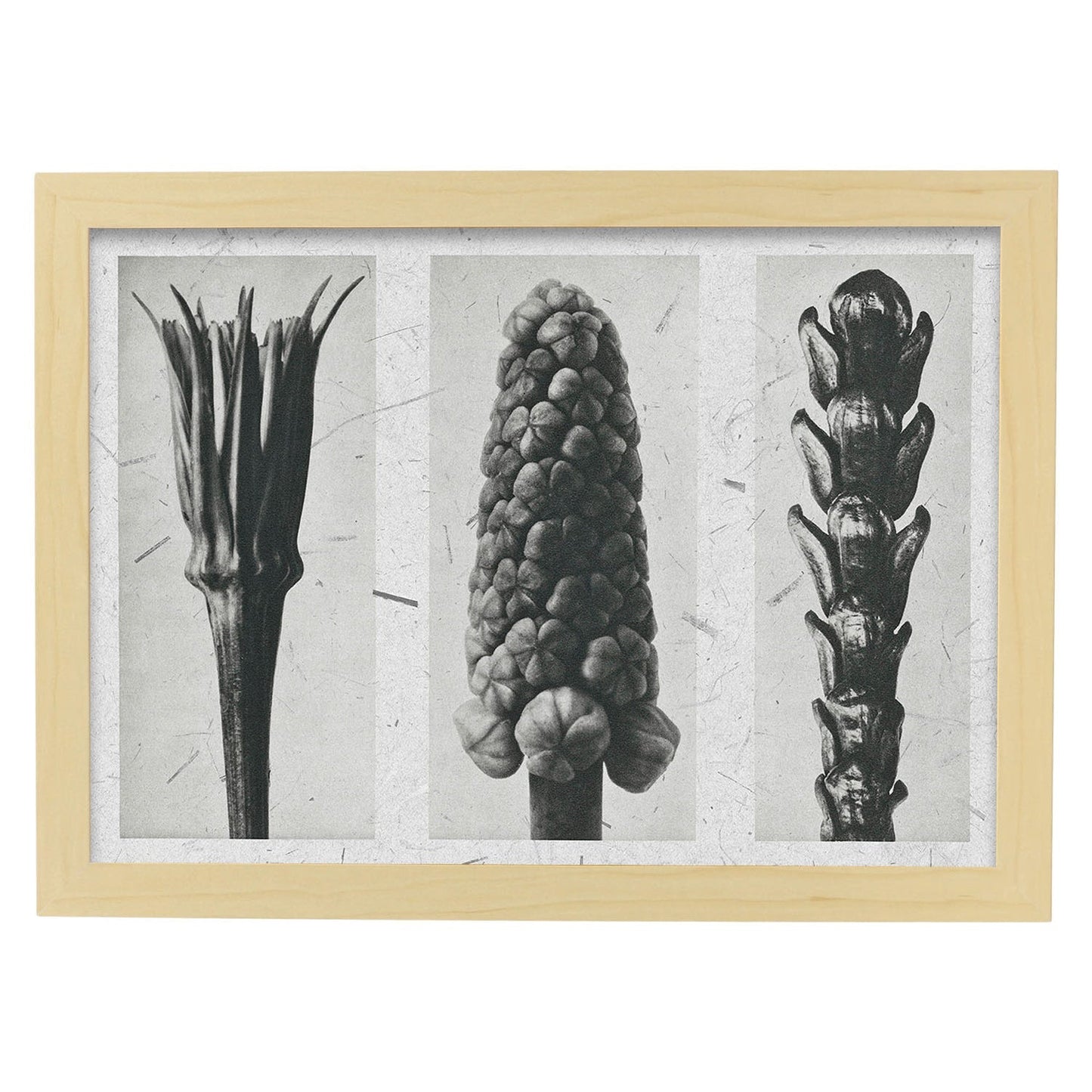 Lámina Planta blanco y negro 93. Pósters con ilustraciones de flores y plantas en tonos grises.-Artwork-Nacnic-A4-Marco Madera clara-Nacnic Estudio SL