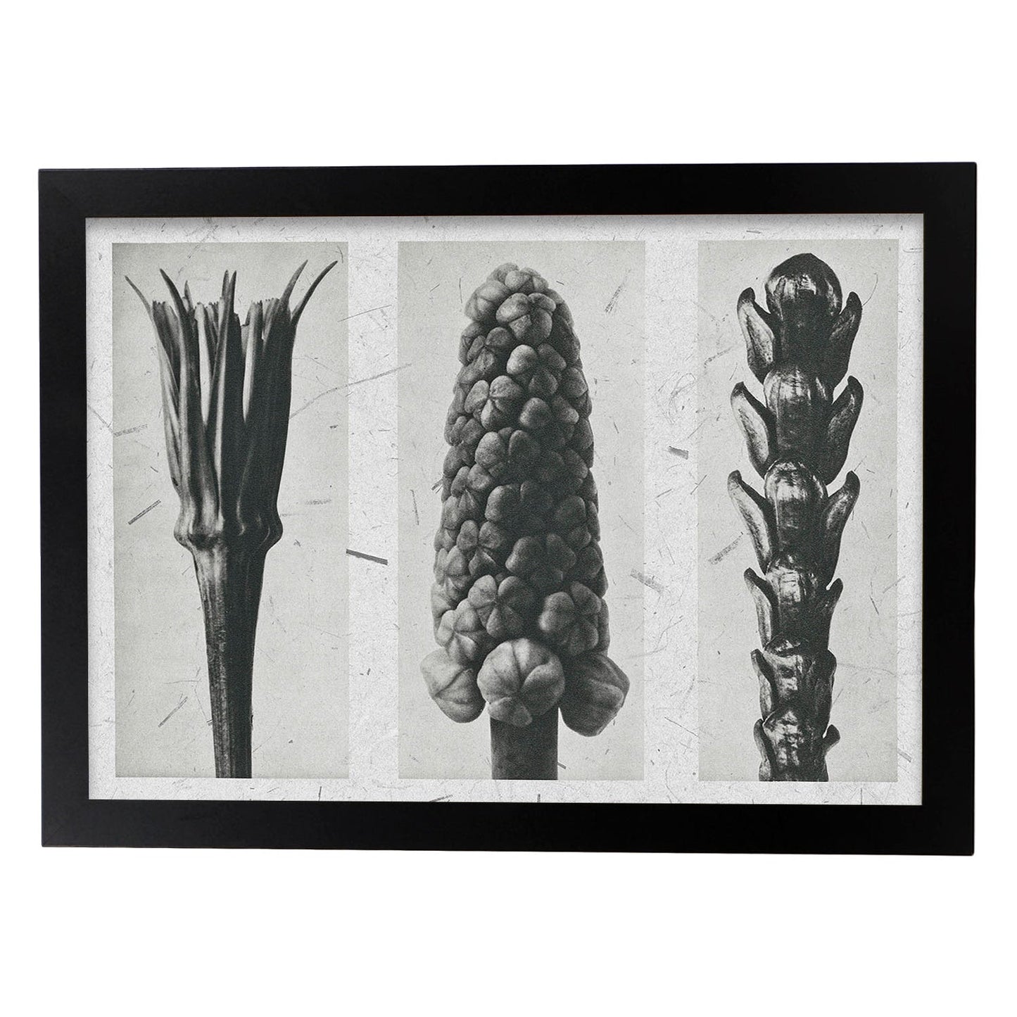 Lámina Planta blanco y negro 93. Pósters con ilustraciones de flores y plantas en tonos grises.-Artwork-Nacnic-A4-Marco Negro-Nacnic Estudio SL