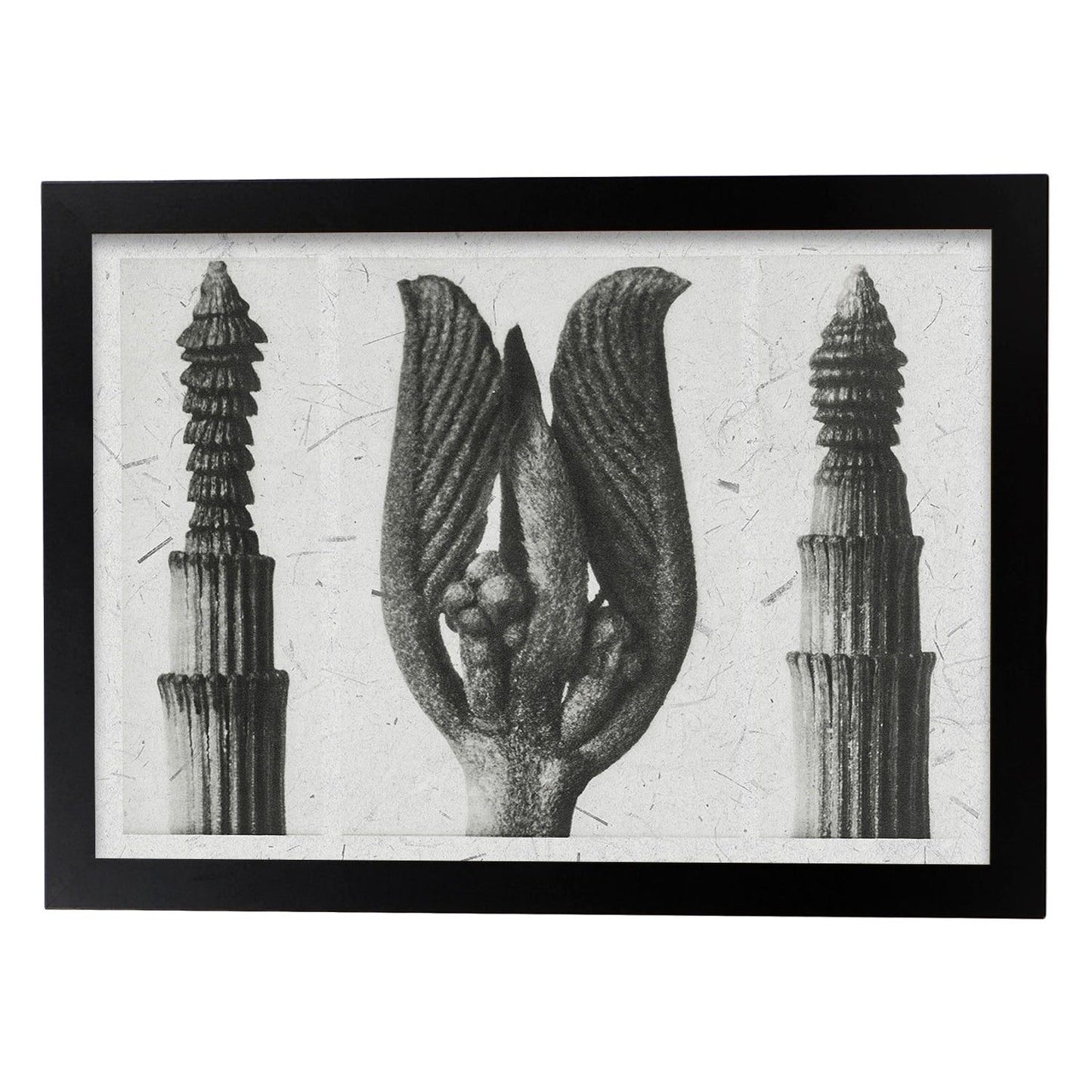 Lámina Planta blanco y negro 94. Pósters con ilustraciones de flores y plantas en tonos grises.-Artwork-Nacnic-A3-Marco Negro-Nacnic Estudio SL