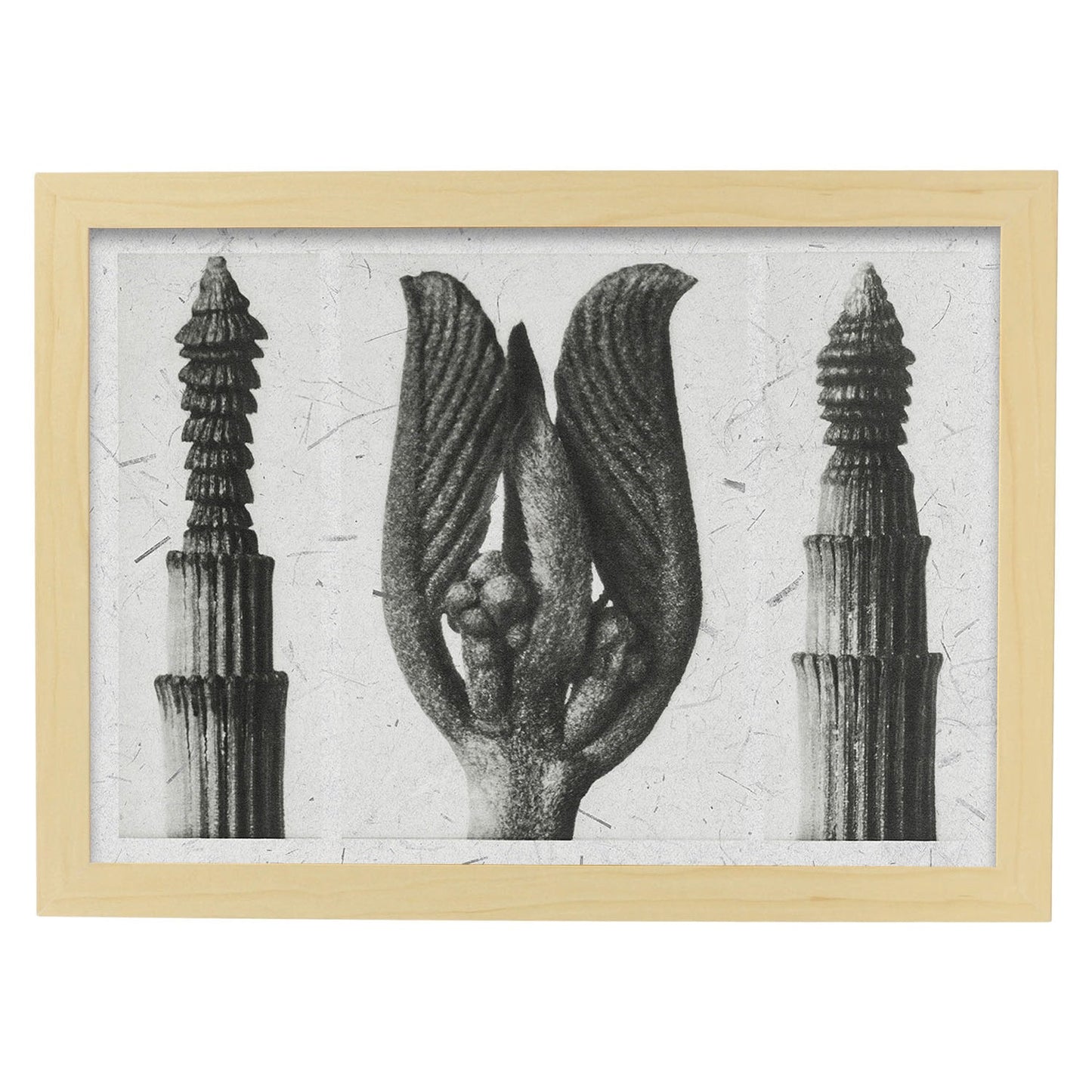 Lámina Planta blanco y negro 94. Pósters con ilustraciones de flores y plantas en tonos grises.-Artwork-Nacnic-A4-Marco Madera clara-Nacnic Estudio SL