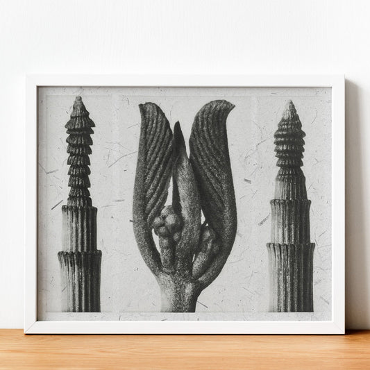 Lámina Planta blanco y negro 94. Pósters con ilustraciones de flores y plantas en tonos grises.-Artwork-Nacnic-Nacnic Estudio SL