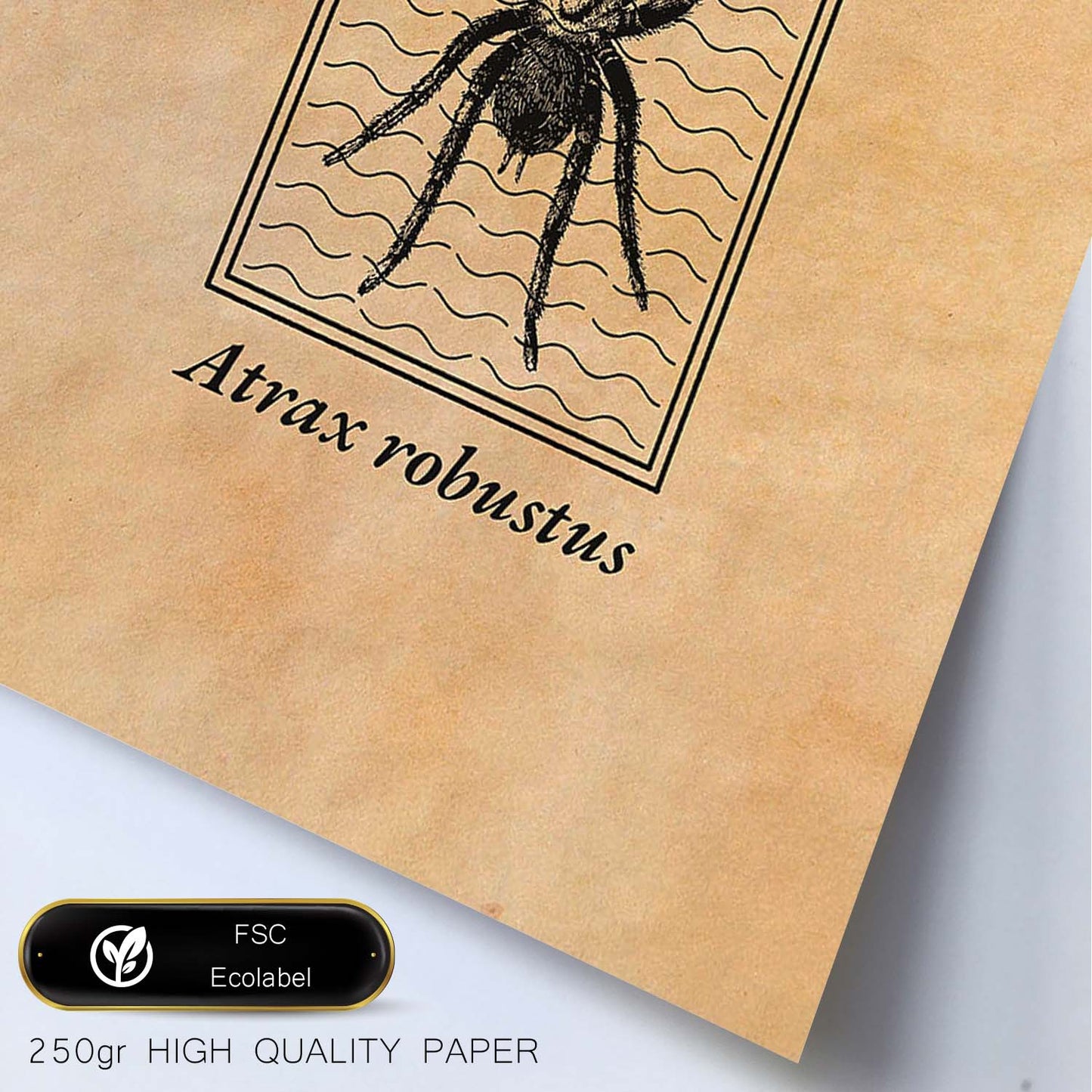 Lámina Vintage Araña. Pósters de insectos en estilo grabado y tonos sepia.-Artwork-Nacnic-Nacnic Estudio SL