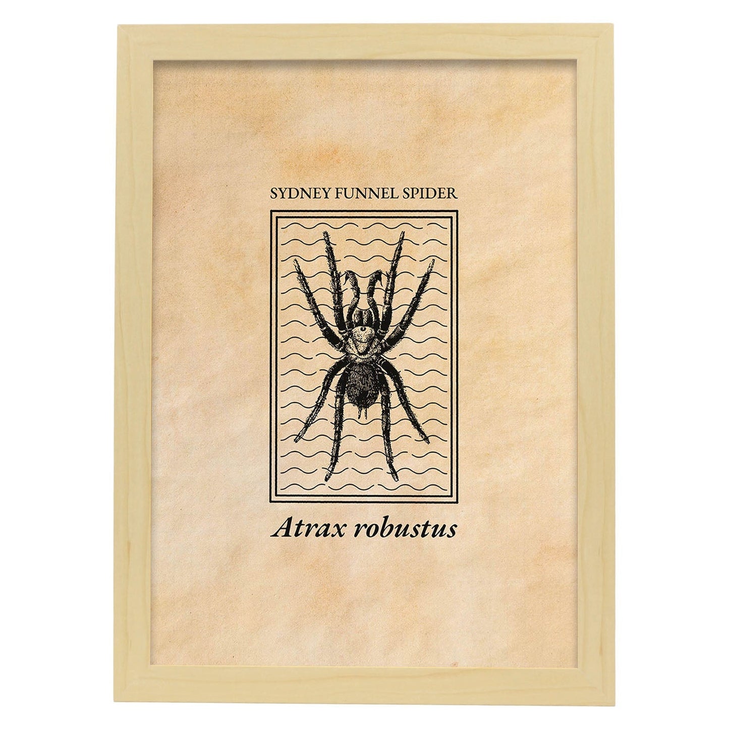 Lámina Vintage Araña. Pósters de insectos en estilo grabado y tonos sepia.-Artwork-Nacnic-A3-Marco Madera clara-Nacnic Estudio SL