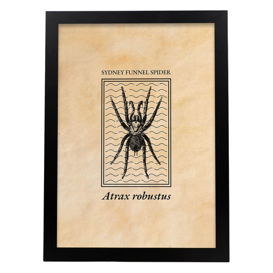 Lámina Vintage Araña. Pósters de insectos en estilo grabado y tonos sepia.-Artwork-Nacnic-A4-Marco Negro-Nacnic Estudio SL