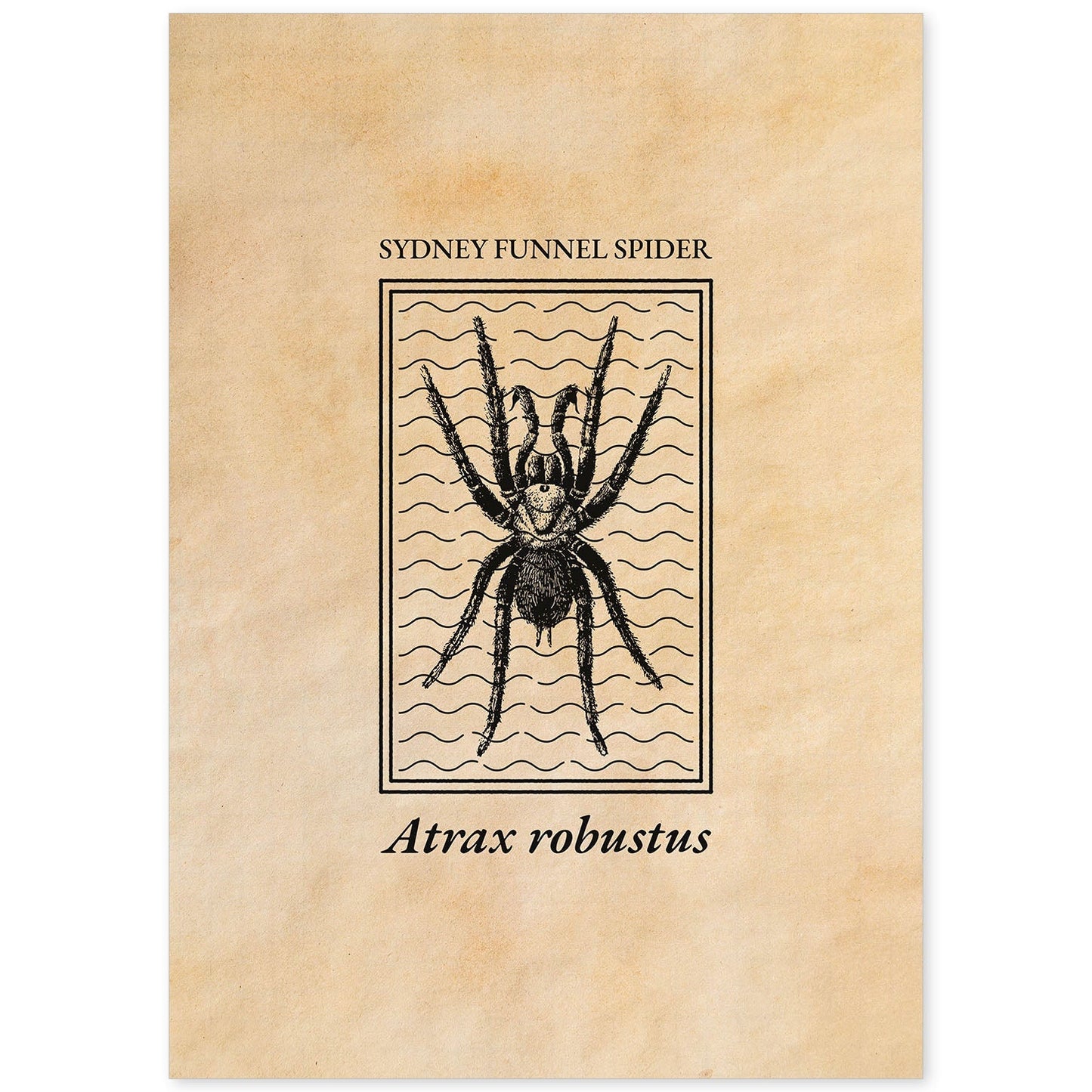 Lámina Vintage Araña. Pósters de insectos en estilo grabado y tonos sepia.-Artwork-Nacnic-A4-Sin marco-Nacnic Estudio SL