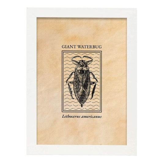 Lámina Vintage Bicho acuatico. Pósters de insectos en estilo grabado y tonos sepia.-Artwork-Nacnic-A4-Marco Blanco-Nacnic Estudio SL
