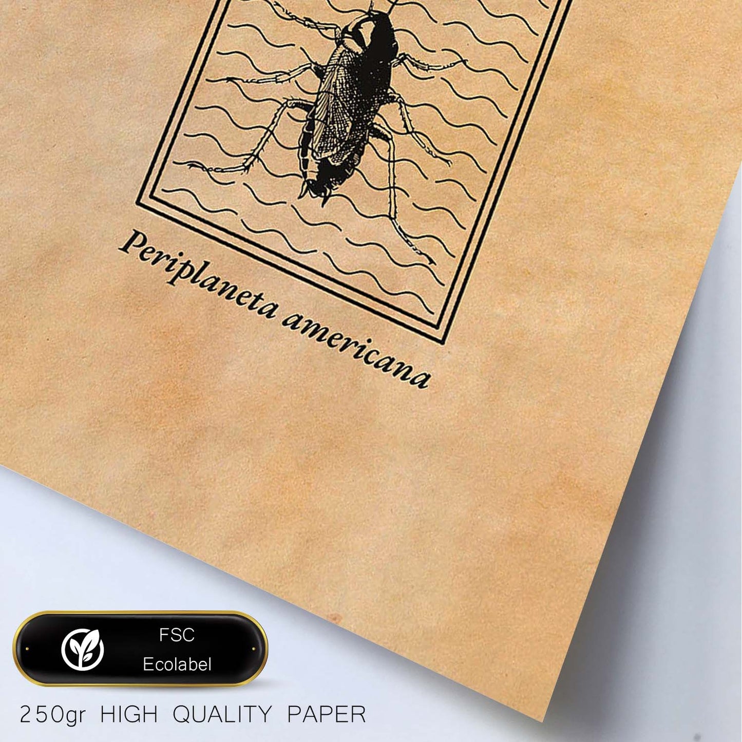 Lámina Vintage Cucaracha. Pósters de insectos en estilo grabado y tonos sepia.-Artwork-Nacnic-Nacnic Estudio SL