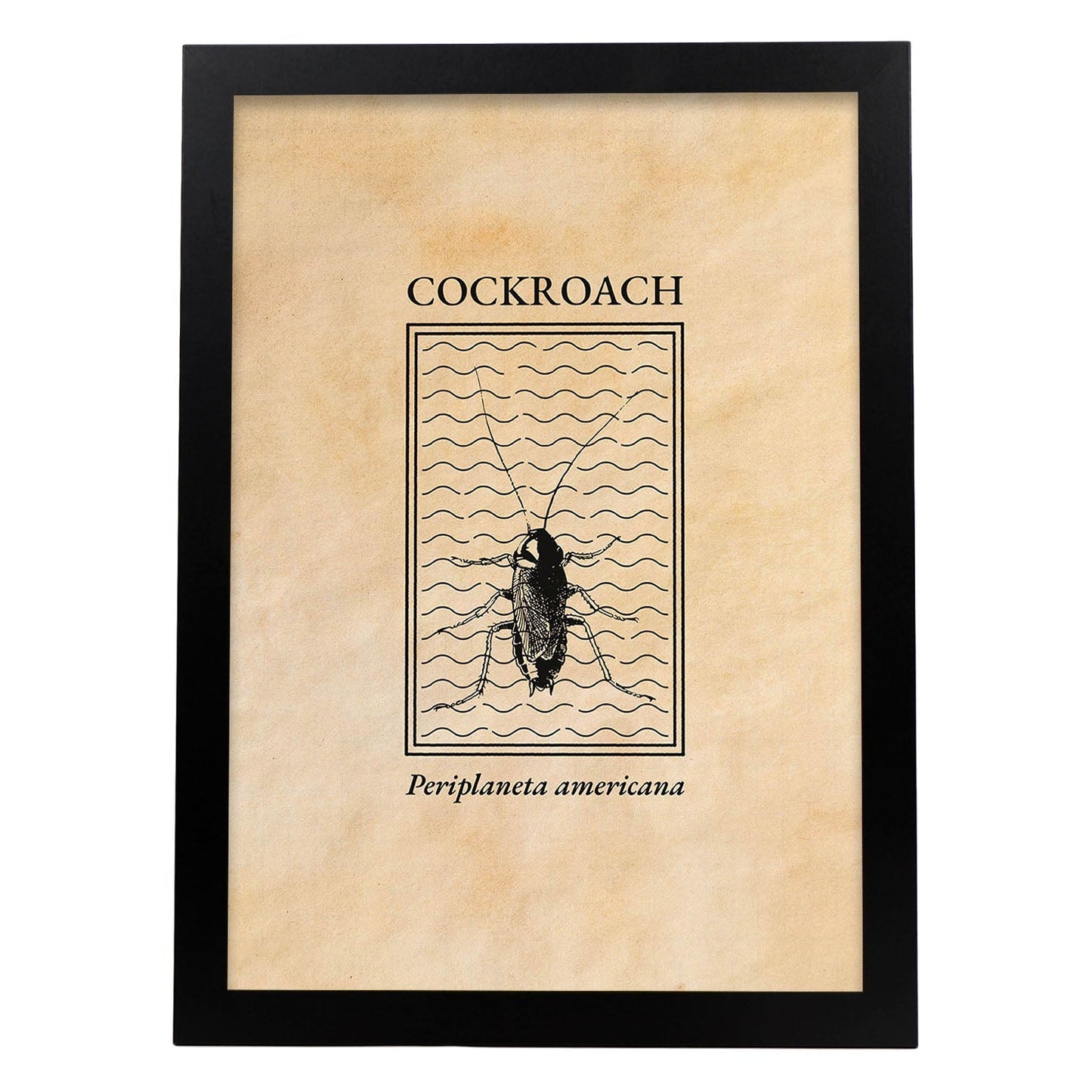 Lámina Vintage Cucaracha. Pósters de insectos en estilo grabado y tonos sepia.-Artwork-Nacnic-A4-Marco Negro-Nacnic Estudio SL