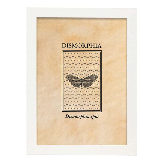Lámina Vintage Dismorfia. Pósters de insectos en estilo grabado y tonos sepia.-Artwork-Nacnic-A4-Marco Blanco-Nacnic Estudio SL