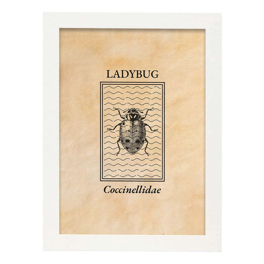 Lámina Vintage Mariquita. Pósters de insectos en estilo grabado y tonos sepia.-Artwork-Nacnic-A4-Marco Blanco-Nacnic Estudio SL