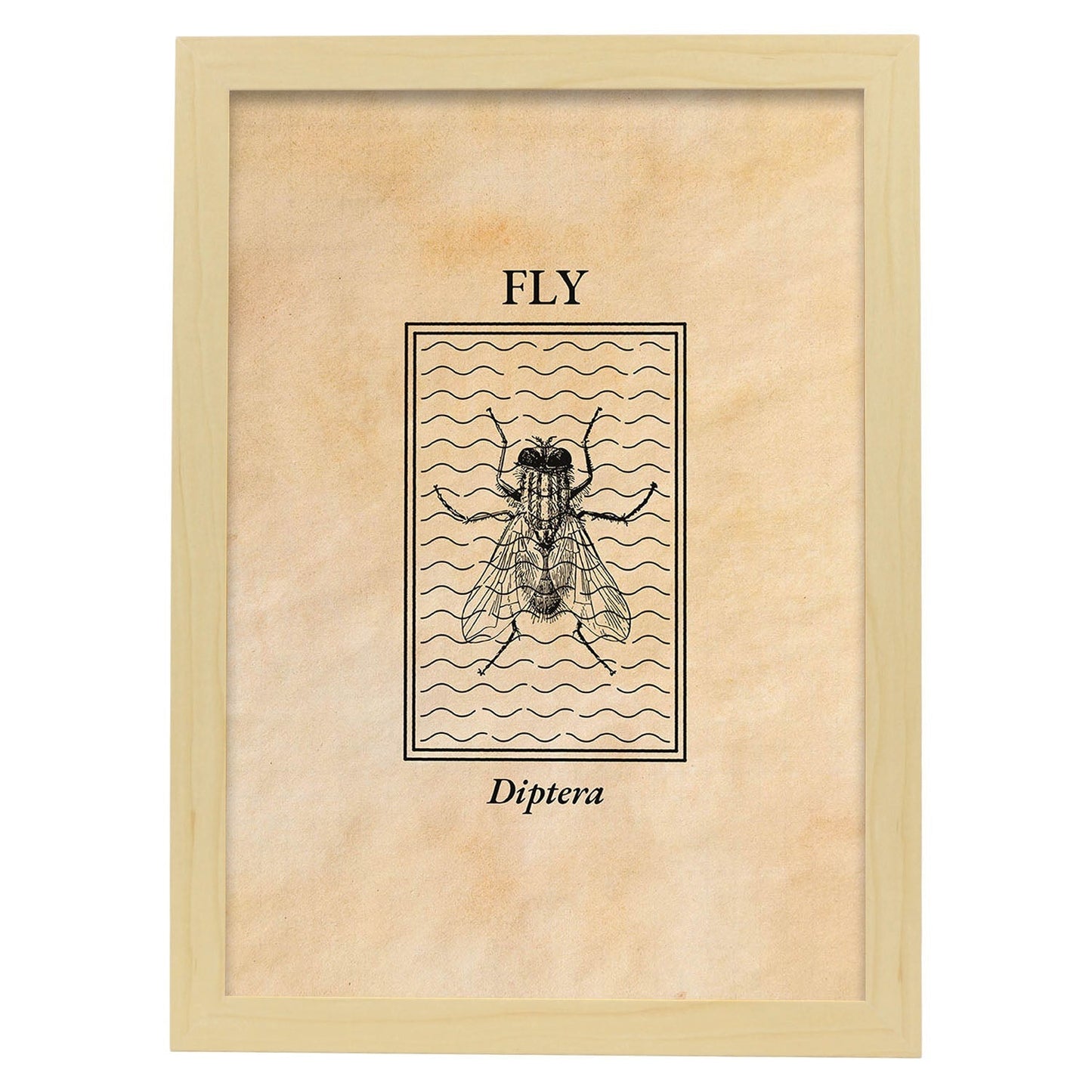 Lámina Vintage Mosca. Pósters de insectos en estilo grabado y tonos sepia.-Artwork-Nacnic-A3-Marco Madera clara-Nacnic Estudio SL