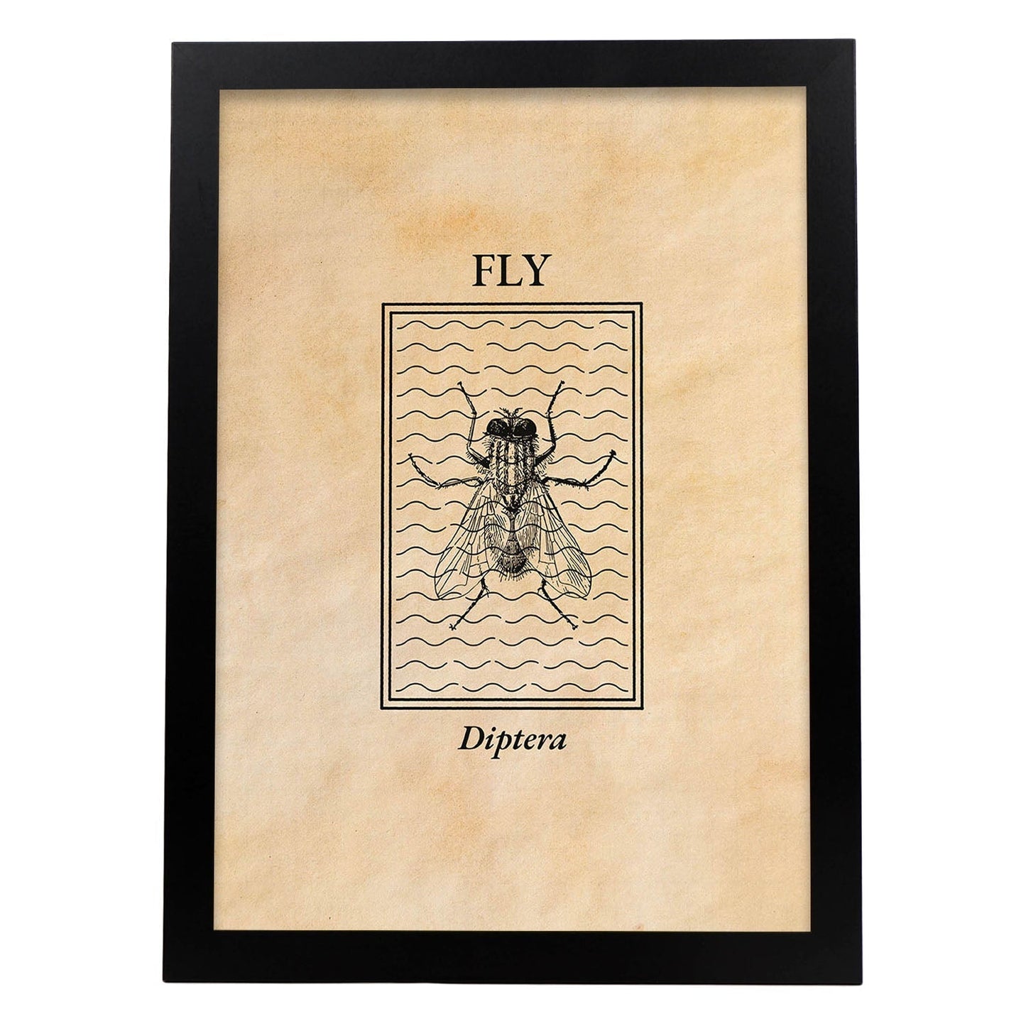 Lámina Vintage Mosca. Pósters de insectos en estilo grabado y tonos sepia.-Artwork-Nacnic-A4-Marco Negro-Nacnic Estudio SL