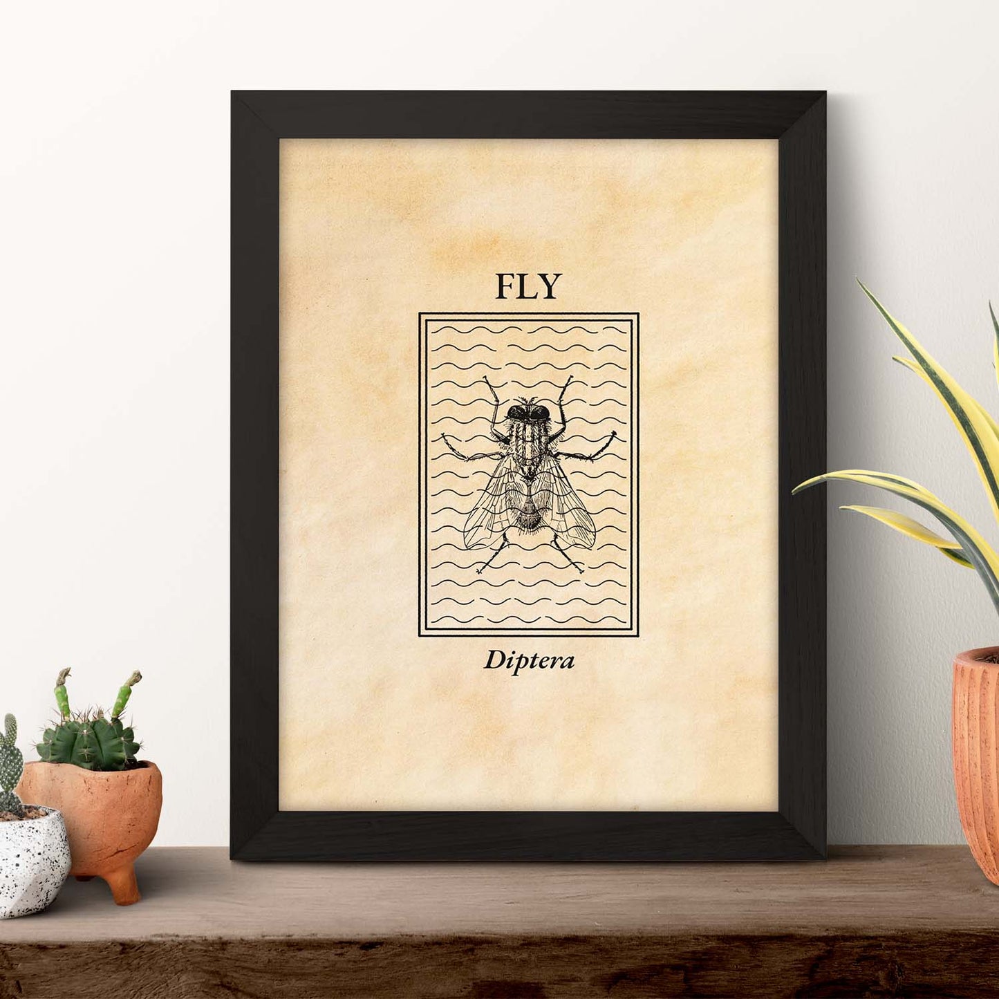 Lámina Vintage Mosca. Pósters de insectos en estilo grabado y tonos sepia.-Artwork-Nacnic-Nacnic Estudio SL