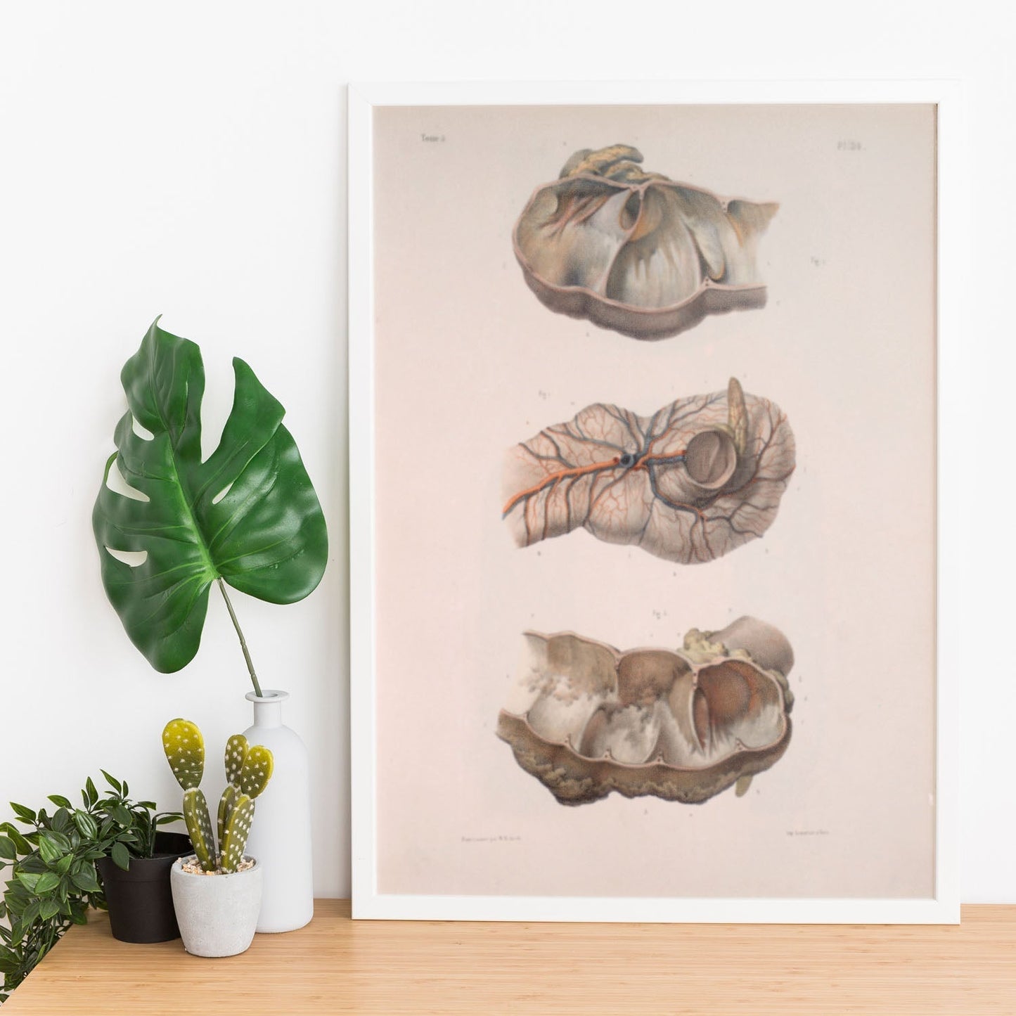 Large intestine; cecum and appendix-Artwork-Nacnic-Nacnic Estudio SL