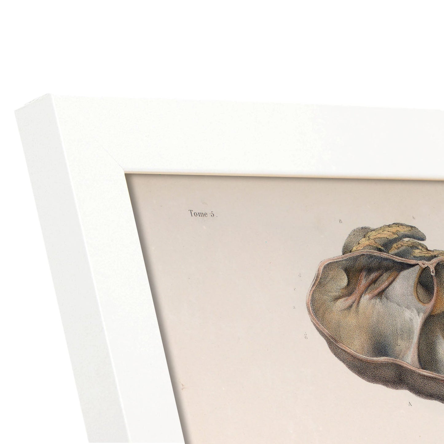 Large intestine; cecum and appendix-Artwork-Nacnic-Nacnic Estudio SL