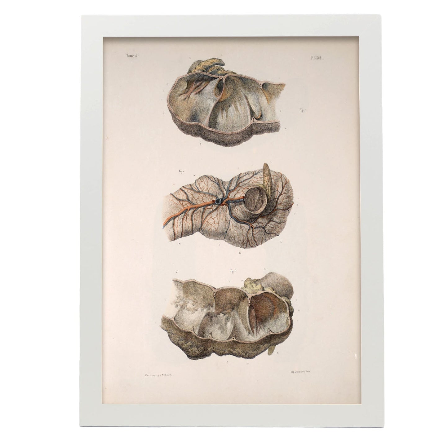 Large intestine; cecum and appendix-Artwork-Nacnic-A3-Marco Blanco-Nacnic Estudio SL