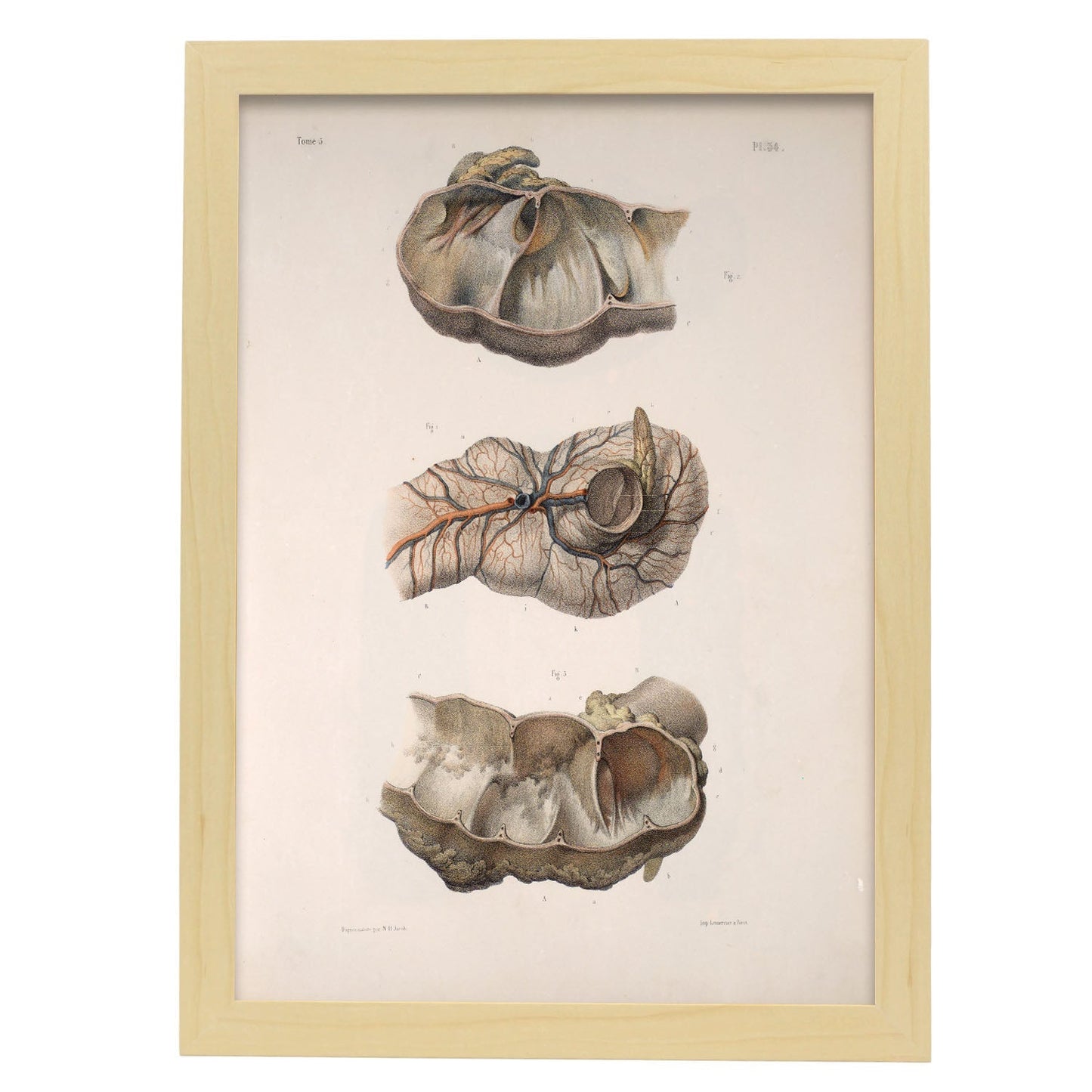 Large intestine; cecum and appendix-Artwork-Nacnic-A3-Marco Madera clara-Nacnic Estudio SL