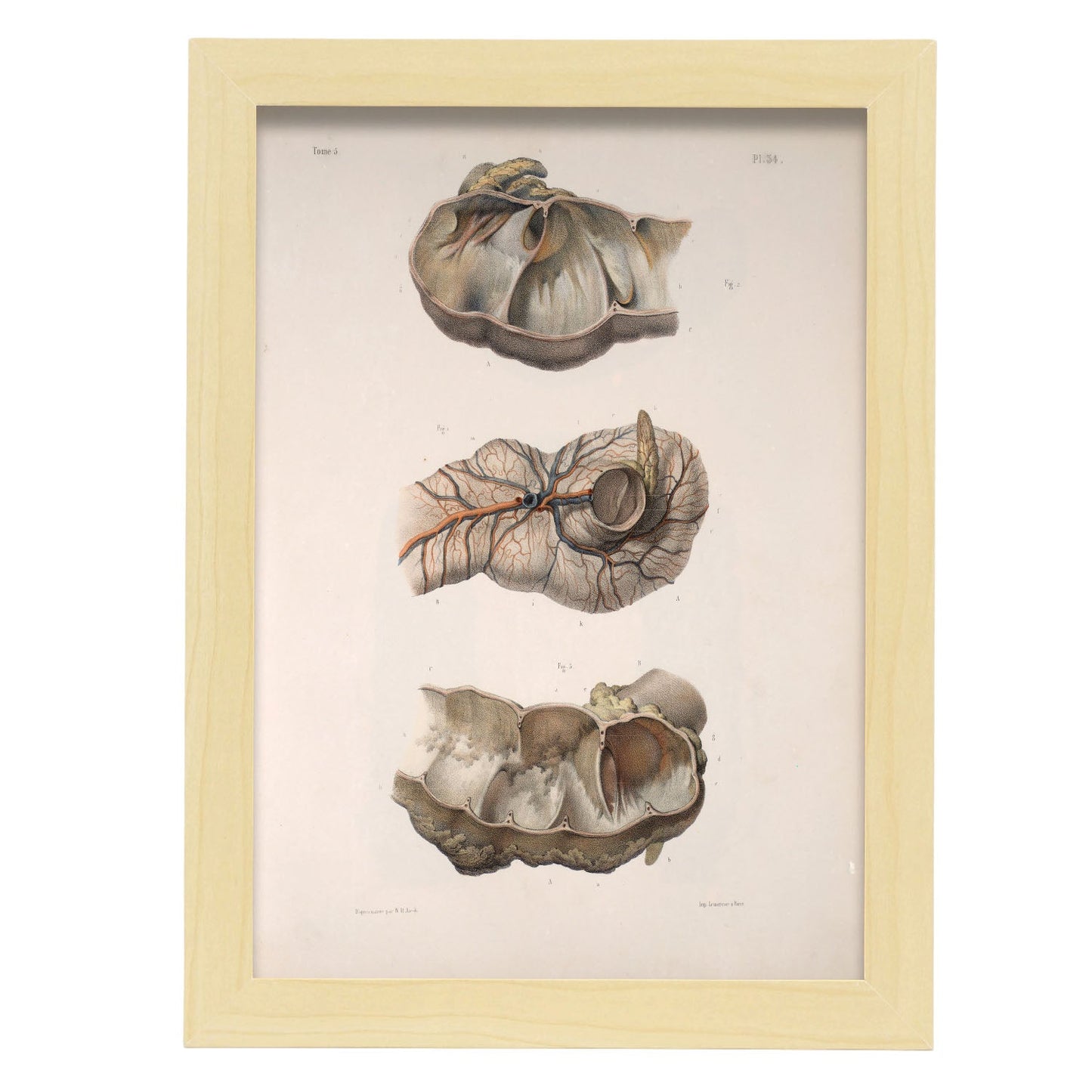 Large intestine; cecum and appendix-Artwork-Nacnic-A4-Marco Madera clara-Nacnic Estudio SL