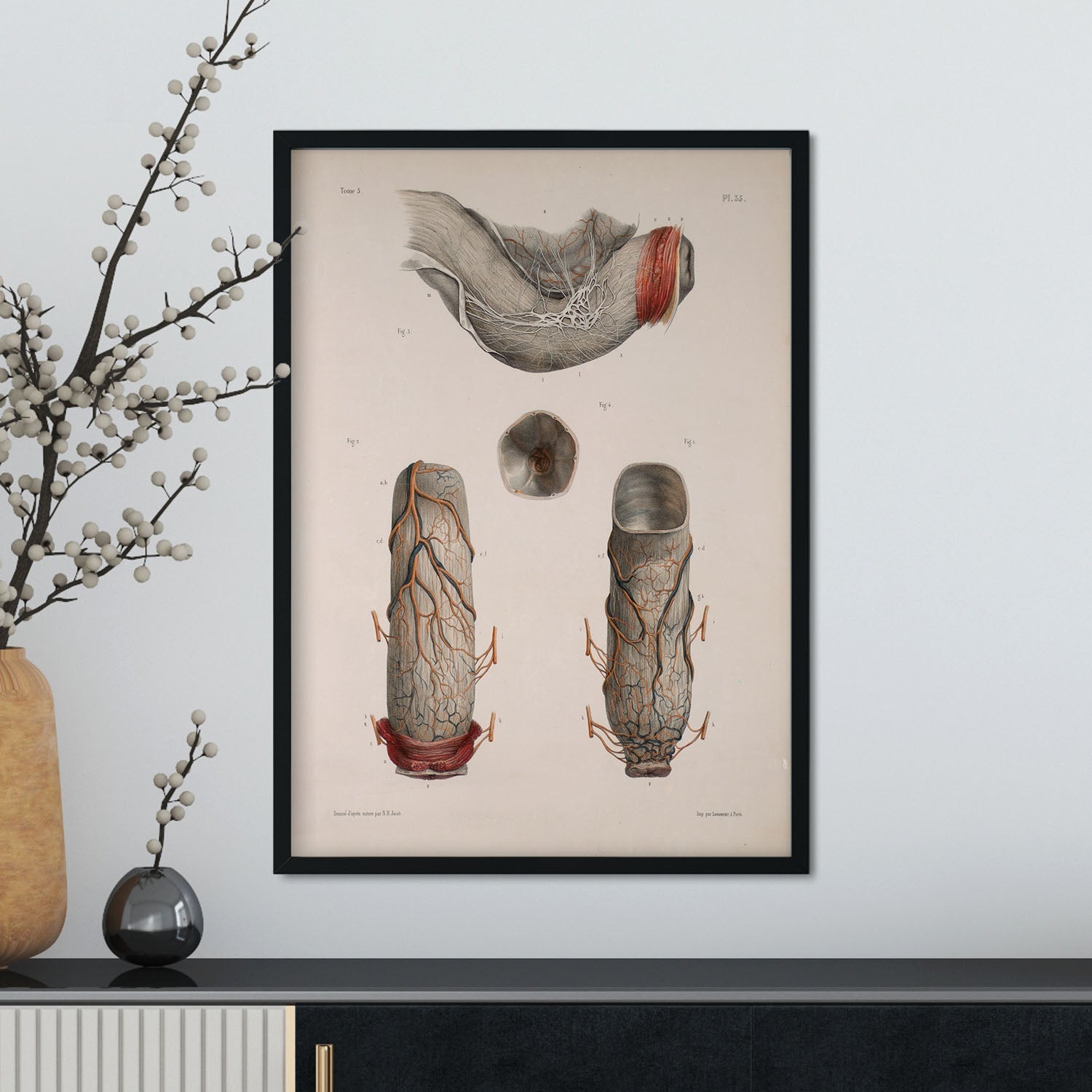 Large intestine, rectum and anus-Artwork-Nacnic-Nacnic Estudio SL