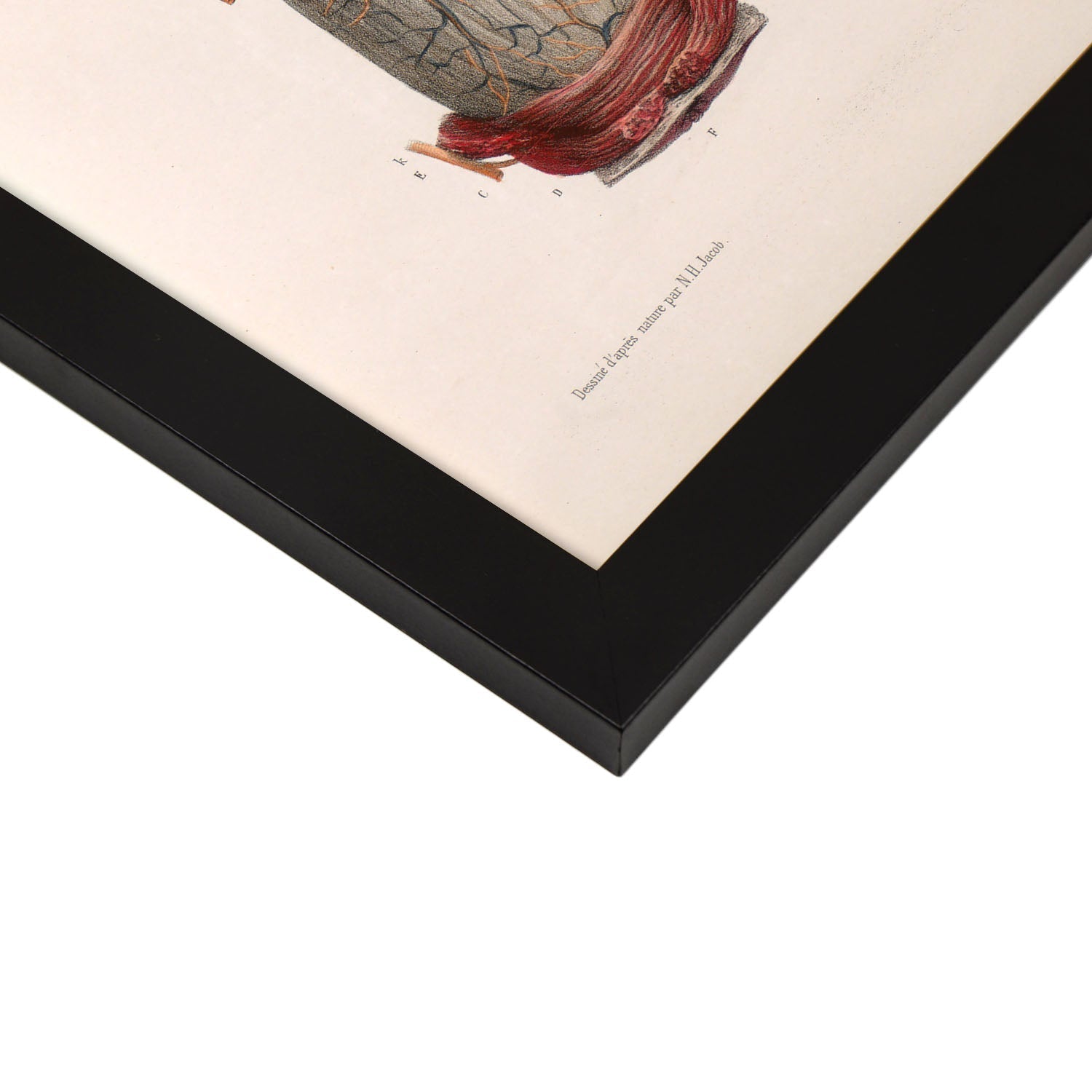 Large intestine, rectum and anus-Artwork-Nacnic-Nacnic Estudio SL