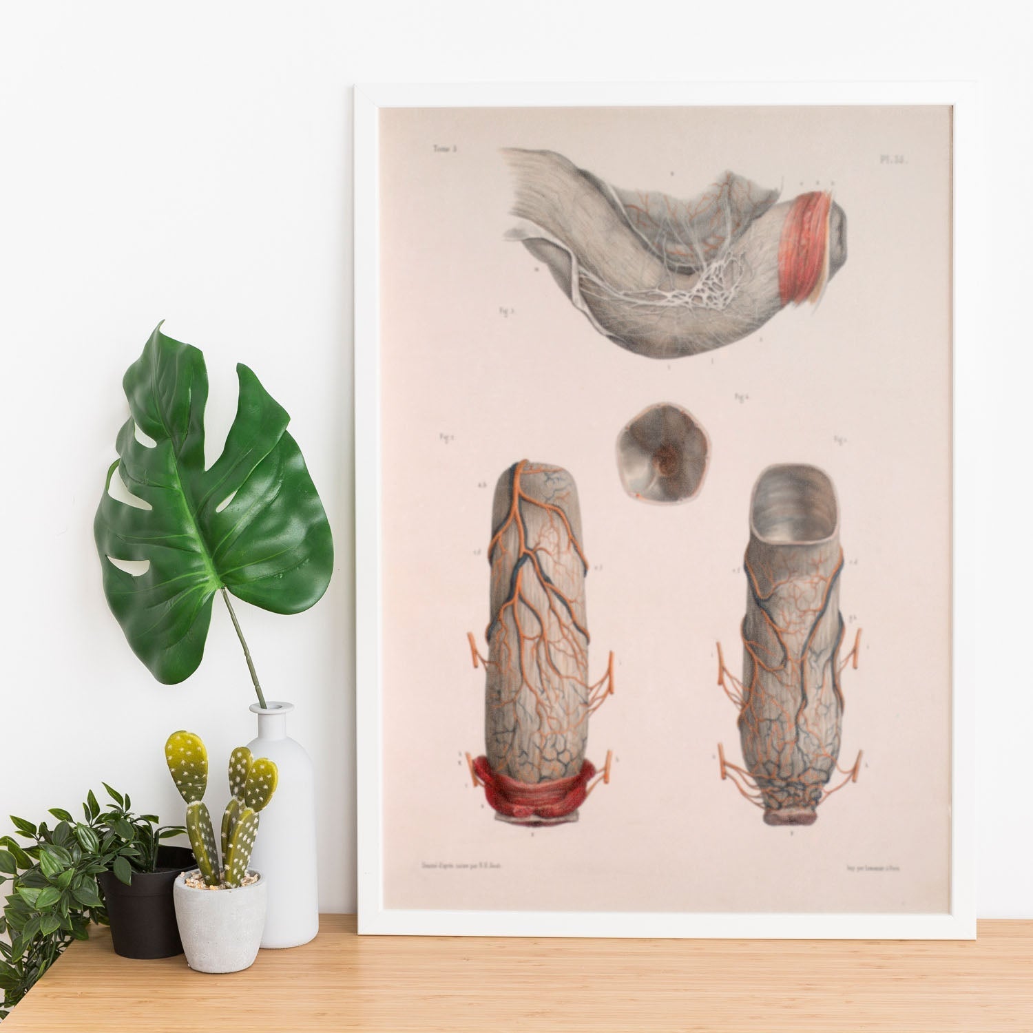 Large intestine, rectum and anus-Artwork-Nacnic-Nacnic Estudio SL