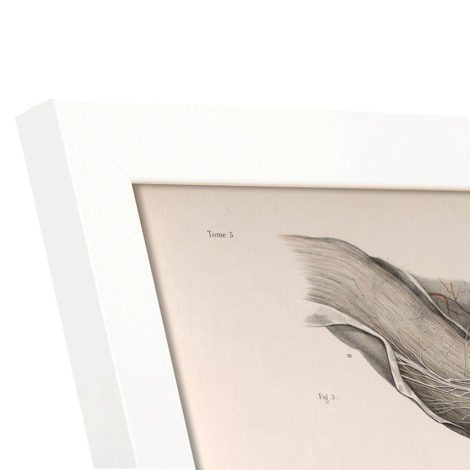 Large intestine, rectum and anus-Artwork-Nacnic-Nacnic Estudio SL