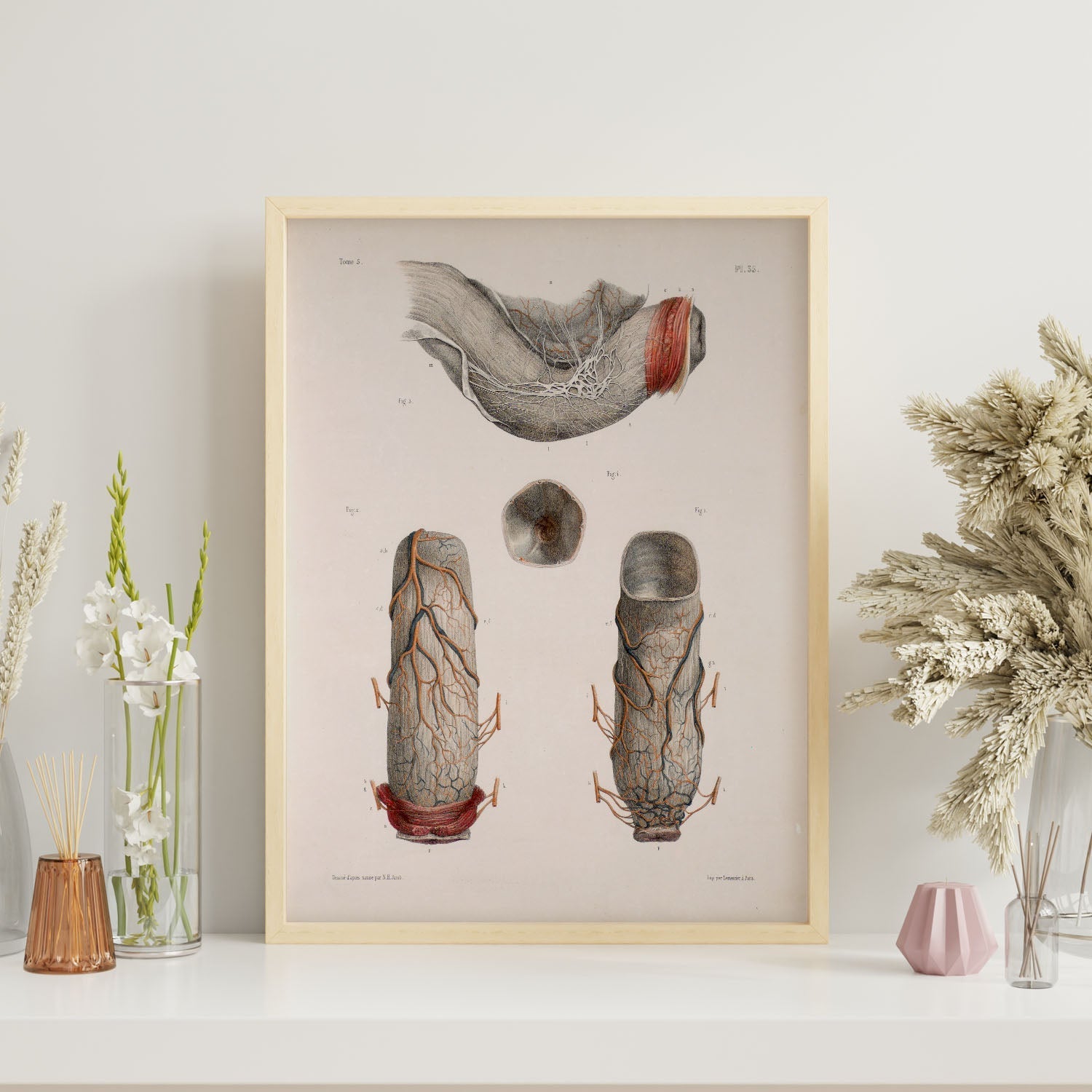 Large intestine, rectum and anus-Artwork-Nacnic-Nacnic Estudio SL