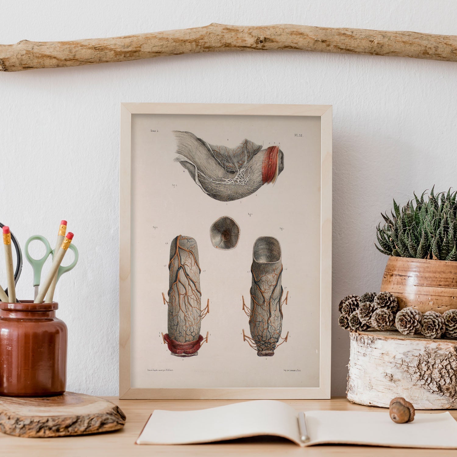 Large intestine, rectum and anus-Artwork-Nacnic-Nacnic Estudio SL