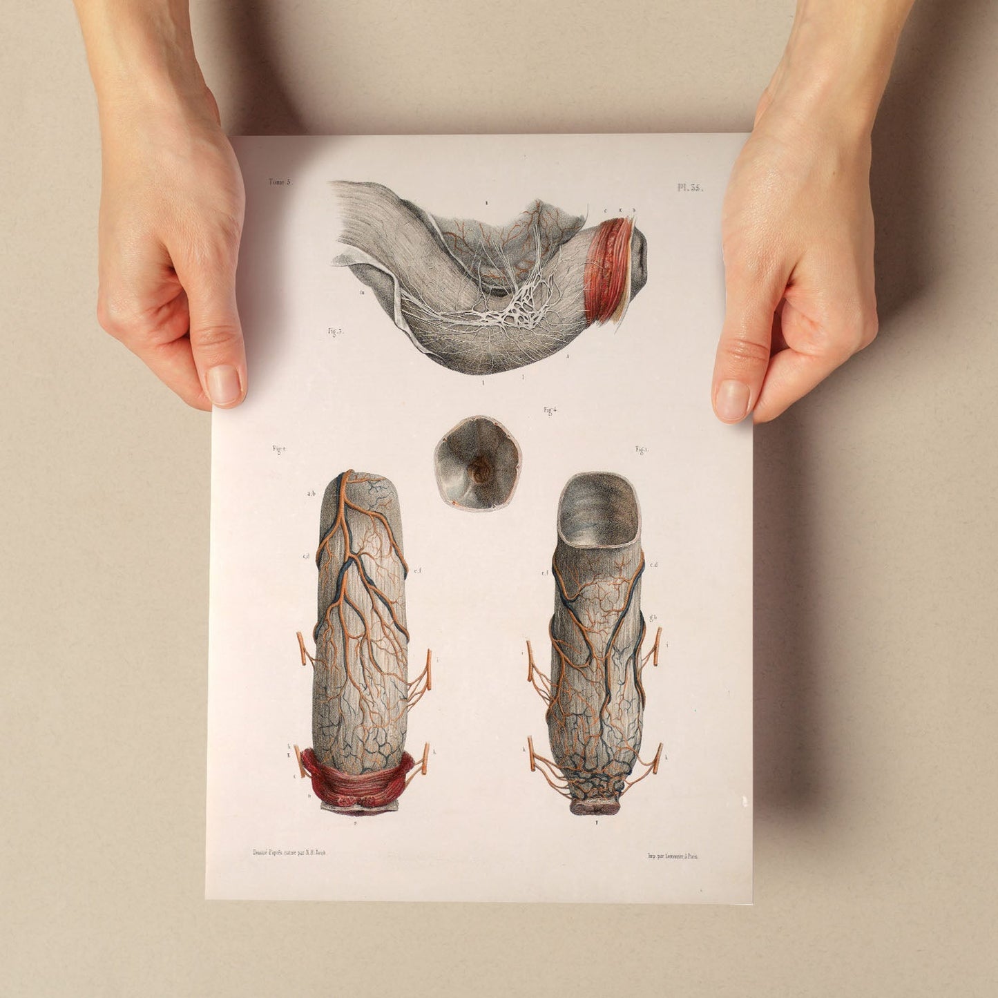 Large intestine, rectum and anus-Artwork-Nacnic-Nacnic Estudio SL