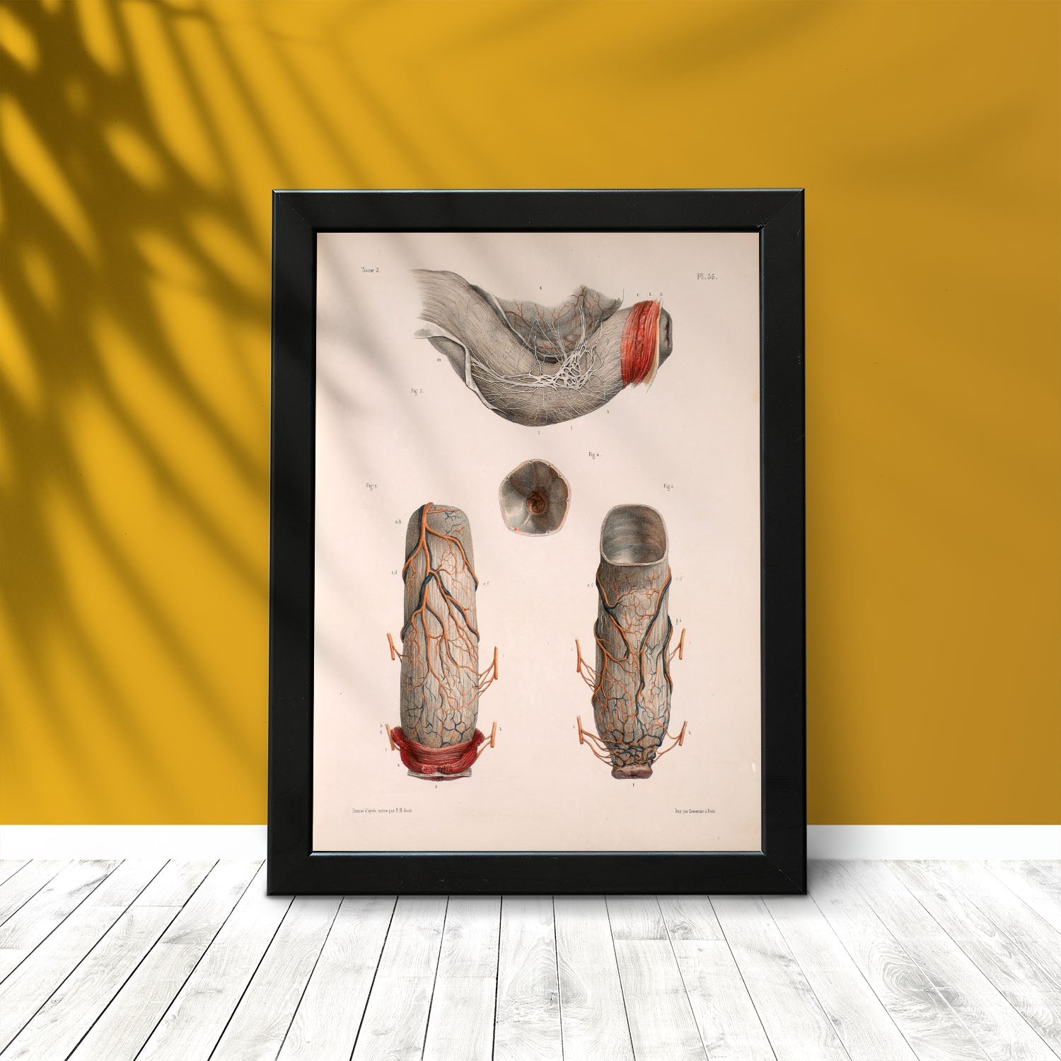 Large intestine, rectum and anus-Artwork-Nacnic-Nacnic Estudio SL