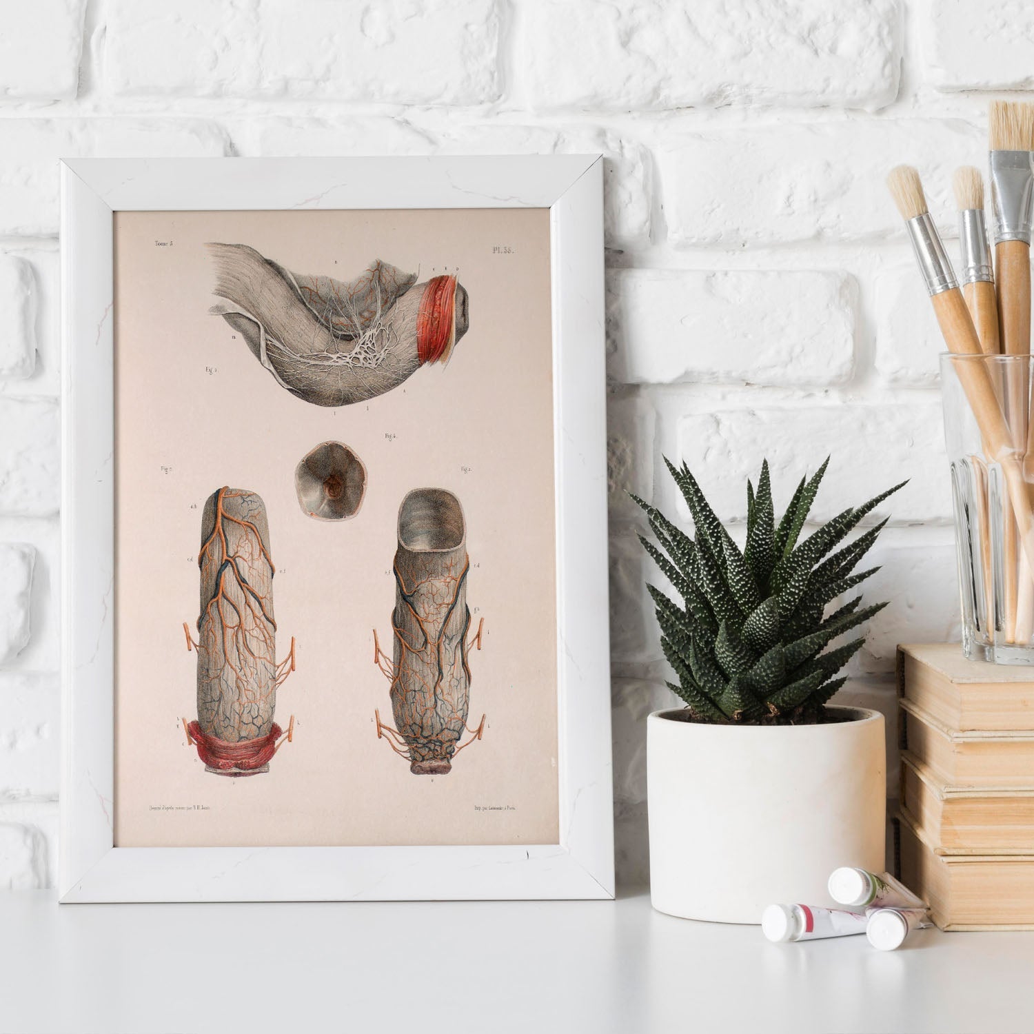 Large intestine, rectum and anus-Artwork-Nacnic-Nacnic Estudio SL