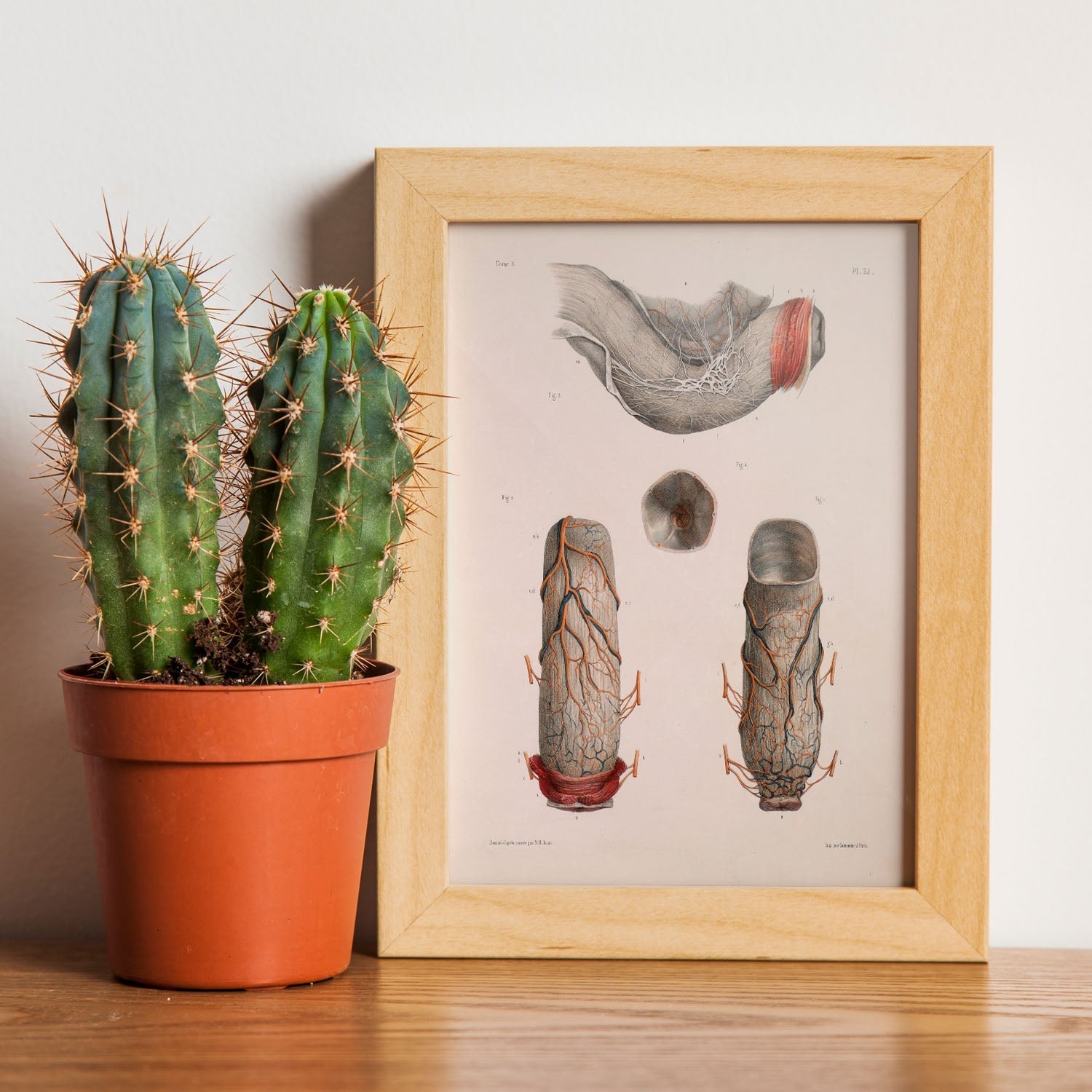 Large intestine, rectum and anus-Artwork-Nacnic-Nacnic Estudio SL