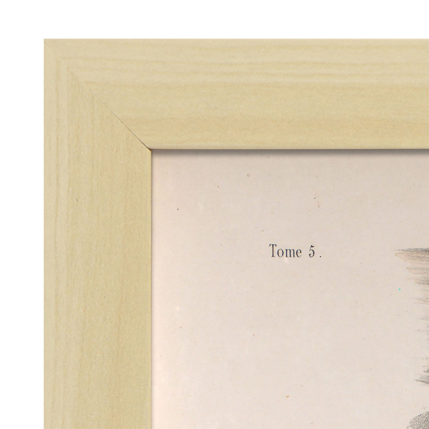 Large intestine, rectum and anus-Artwork-Nacnic-Nacnic Estudio SL