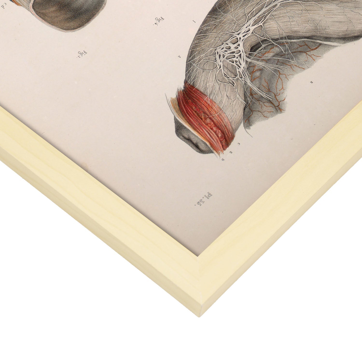 Large intestine, rectum and anus-Artwork-Nacnic-Nacnic Estudio SL