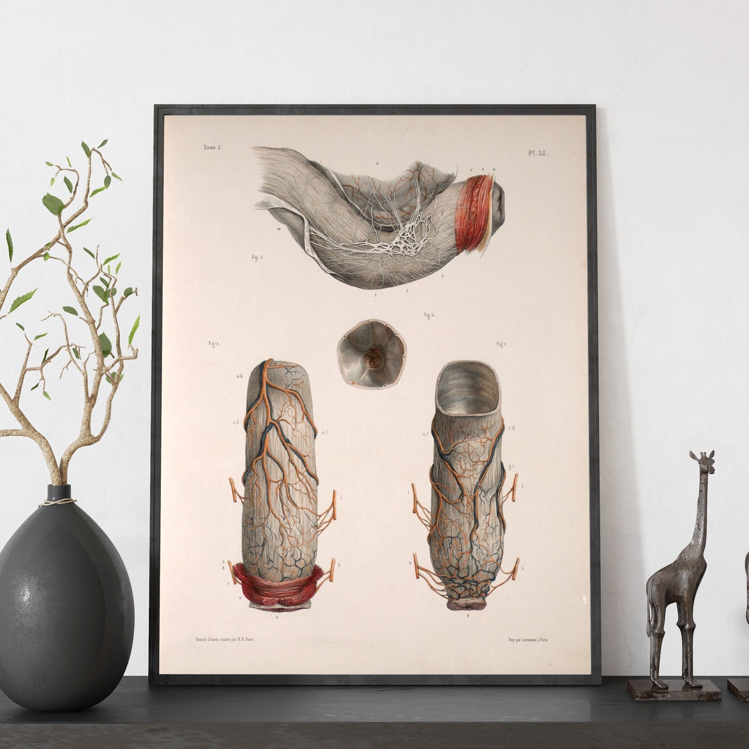 Large intestine, rectum and anus-Artwork-Nacnic-Nacnic Estudio SL