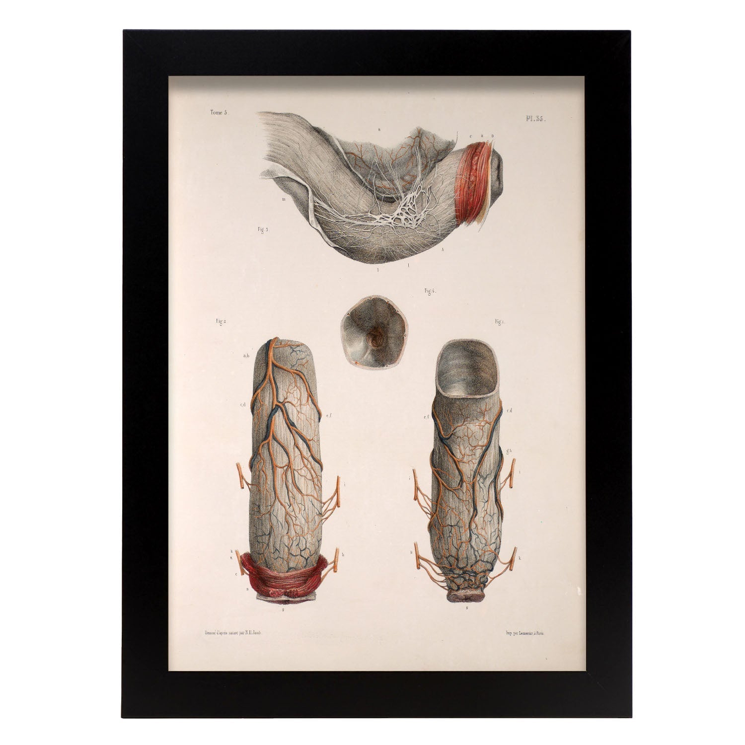 Large intestine, rectum and anus-Artwork-Nacnic-A3-Sin marco-Nacnic Estudio SL