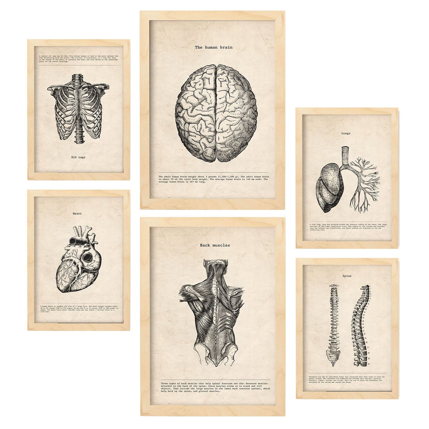 Láminas Nacnic de Anatomía Cerebro, Músculos, Huesos