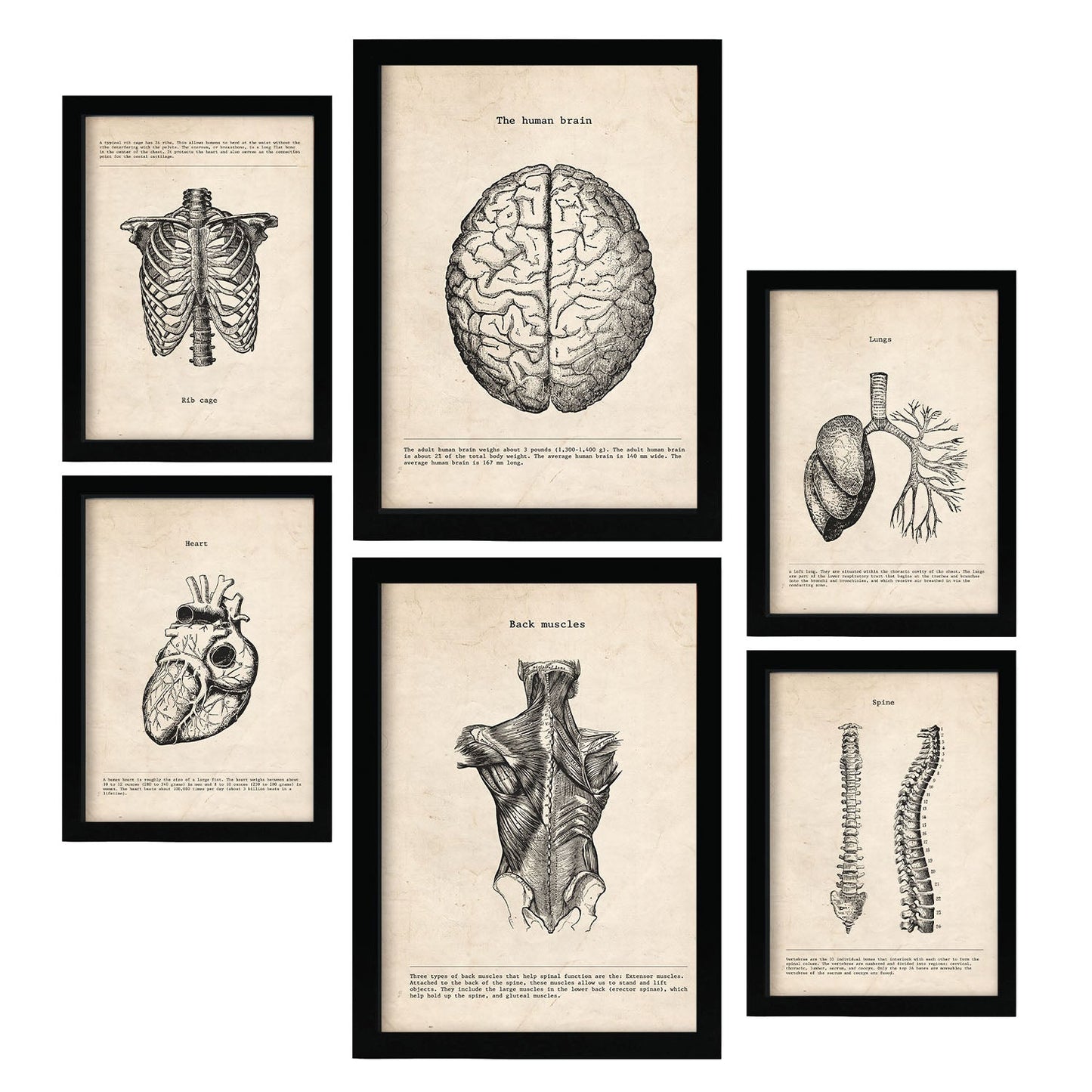 Láminas Nacnic de Anatomía Cerebro, Músculos, Huesos