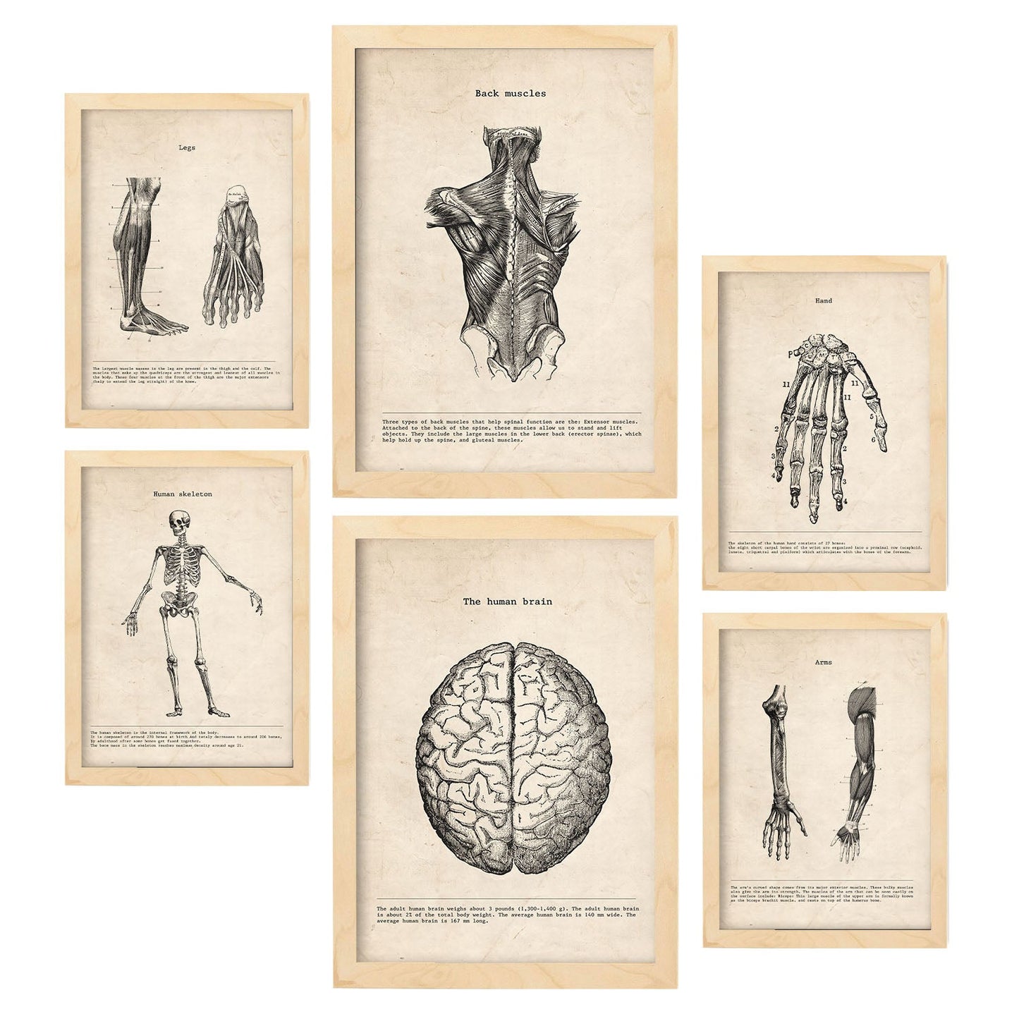 Láminas Nacnic Anatomía de Músculos y Huesos