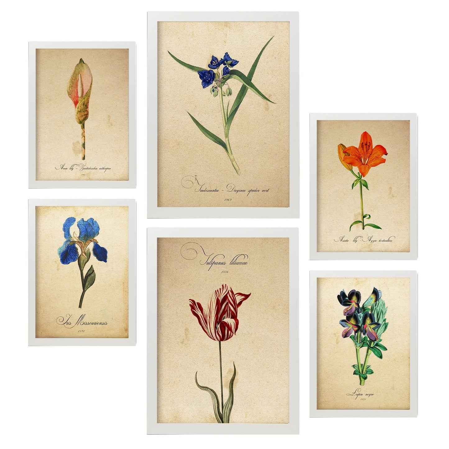 Set de 6 láminas botánicas estilo vintage con flores ilustradas en tonos azules, rojos y naranjas sobre fondo envejecido para salón, dormitorio o pasillo, 2 grandes y 4 medianos