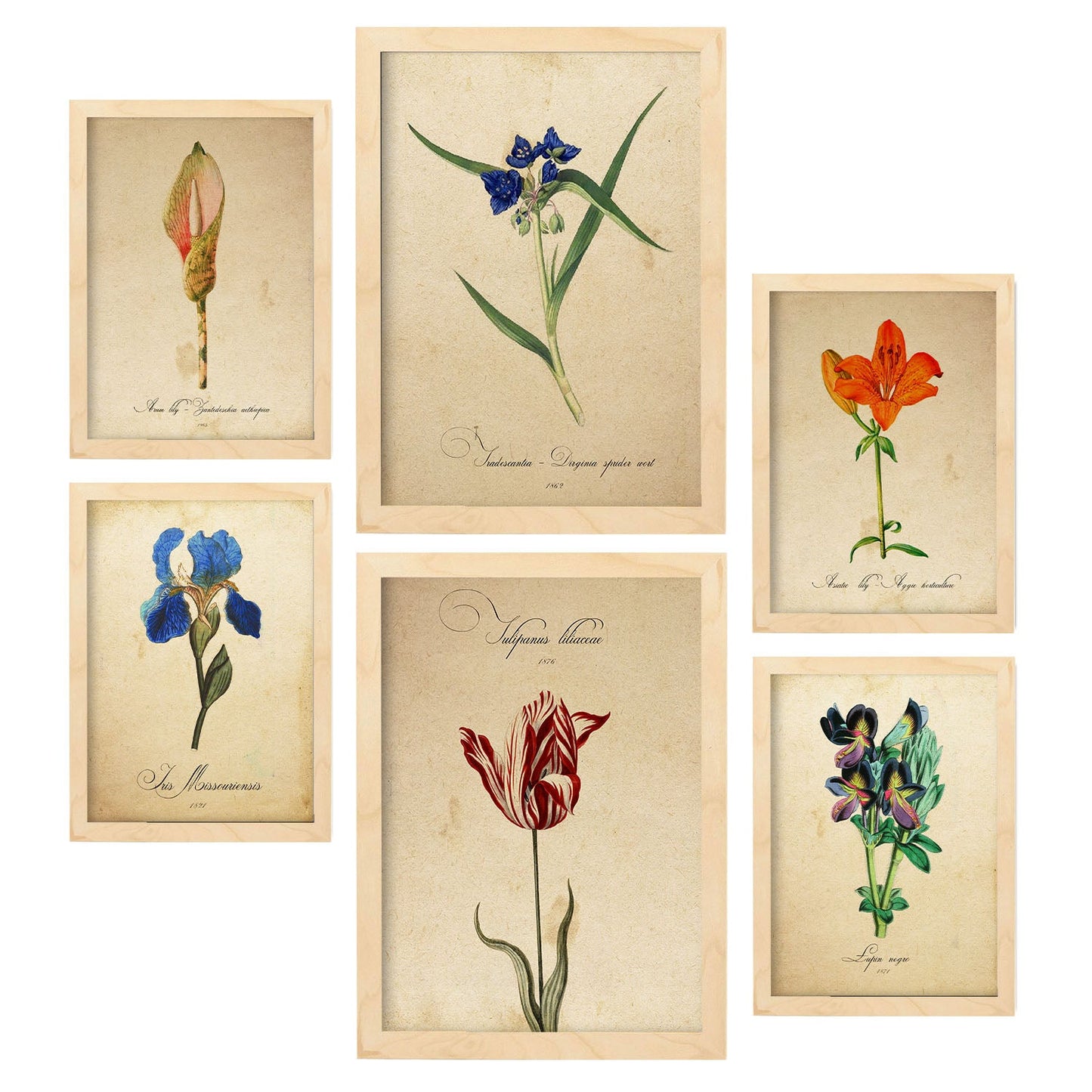 Set de 6 láminas botánicas estilo vintage con flores ilustradas en tonos azules, rojos y naranjas sobre fondo envejecido para salón, dormitorio o pasillo, 2 grandes y 4 medianos